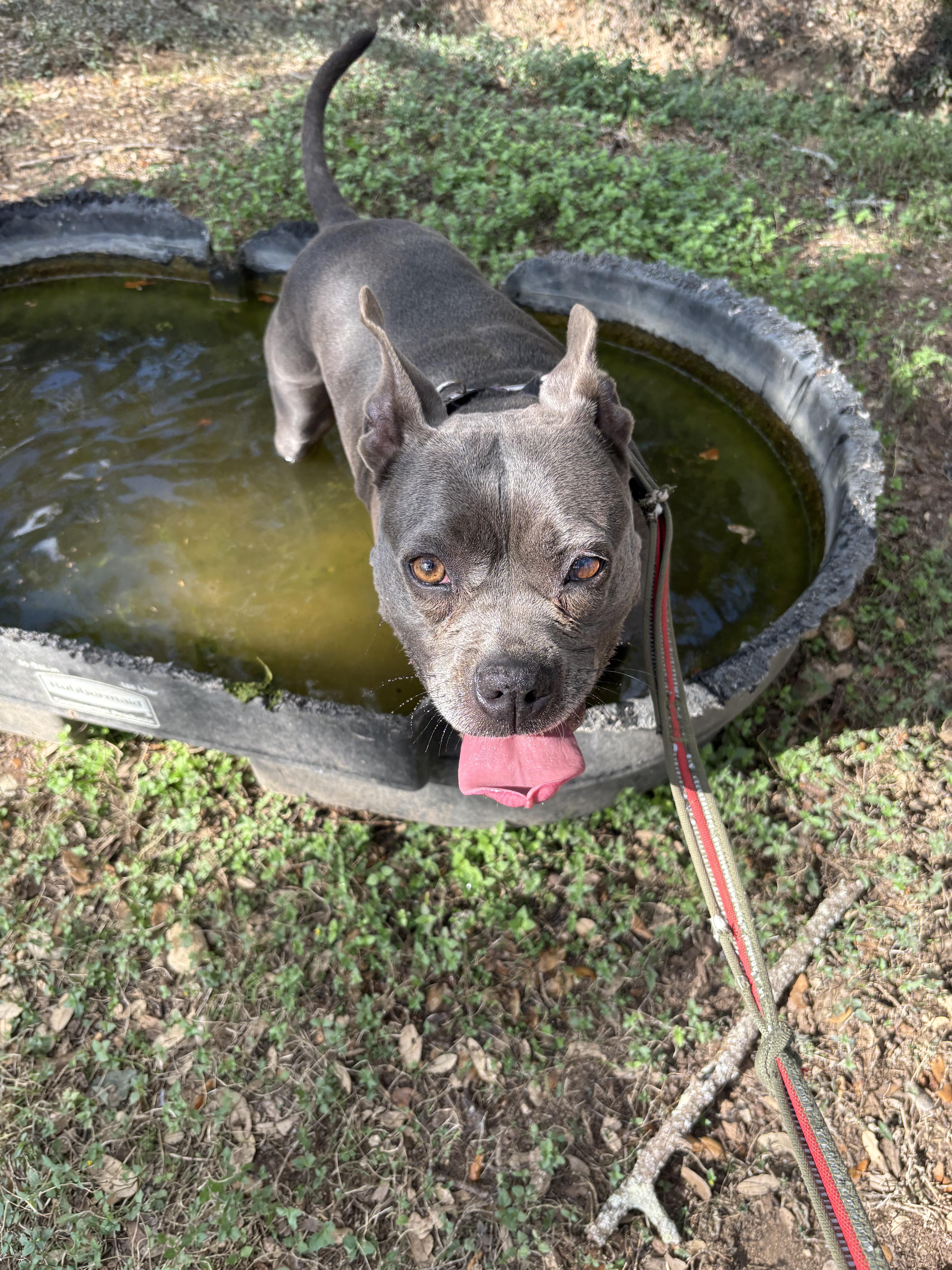 Baby Girl Blue, a ADOPTABLE Mixed Breed in Blanco, TX image 6/6