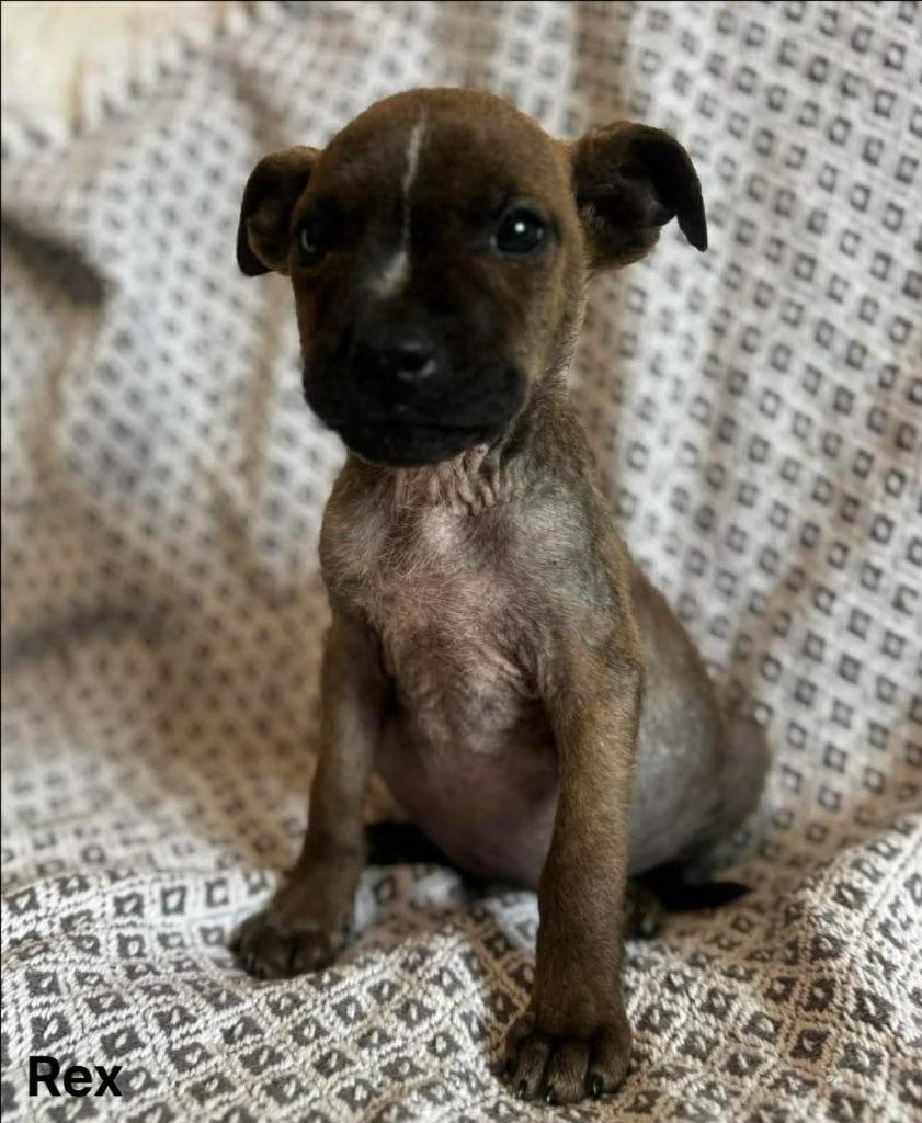 Rex, Adoptable, Puppy Male Mixed Breed.