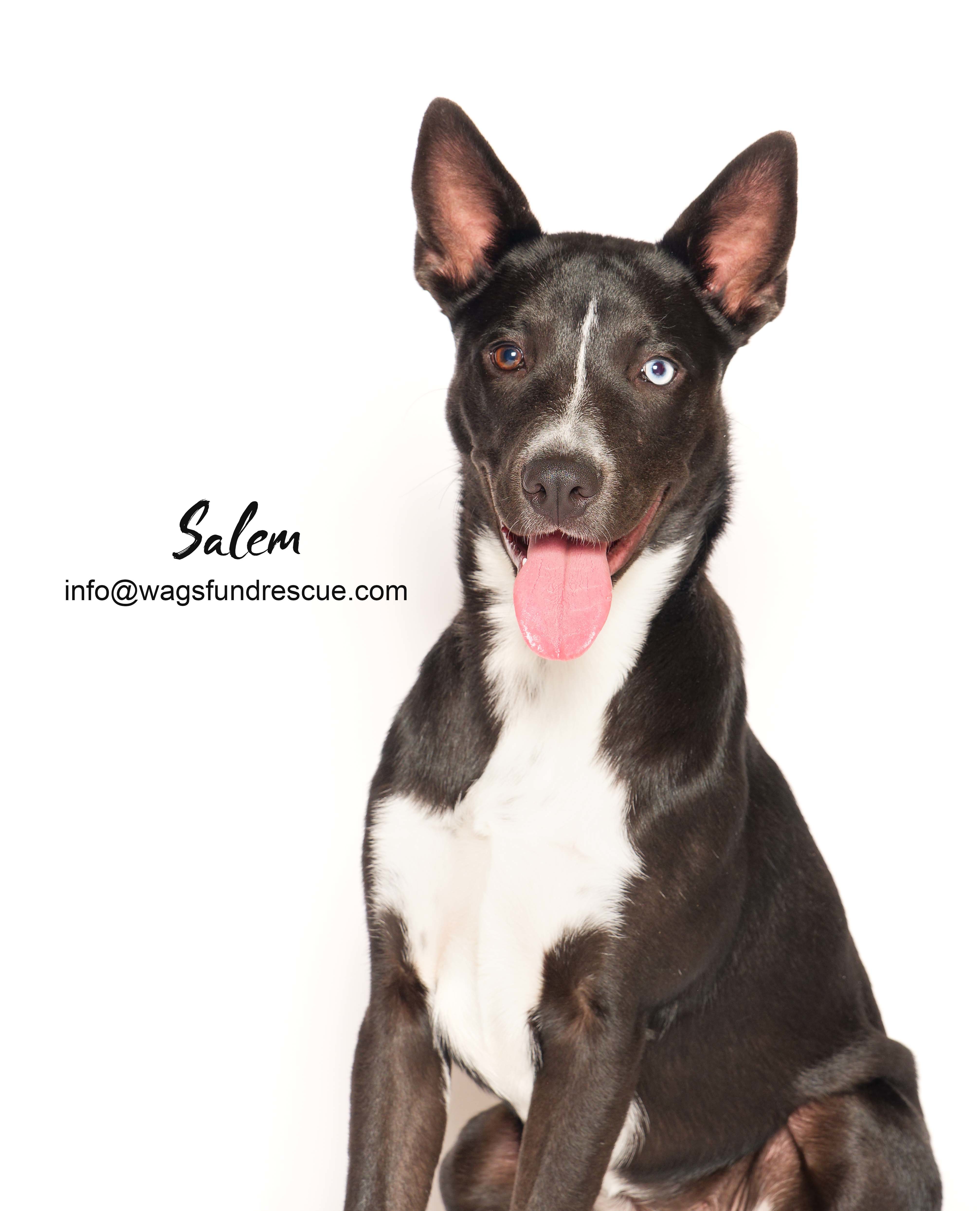 Salem, a Adoptable mixed breed in Houston, TX image 3/4