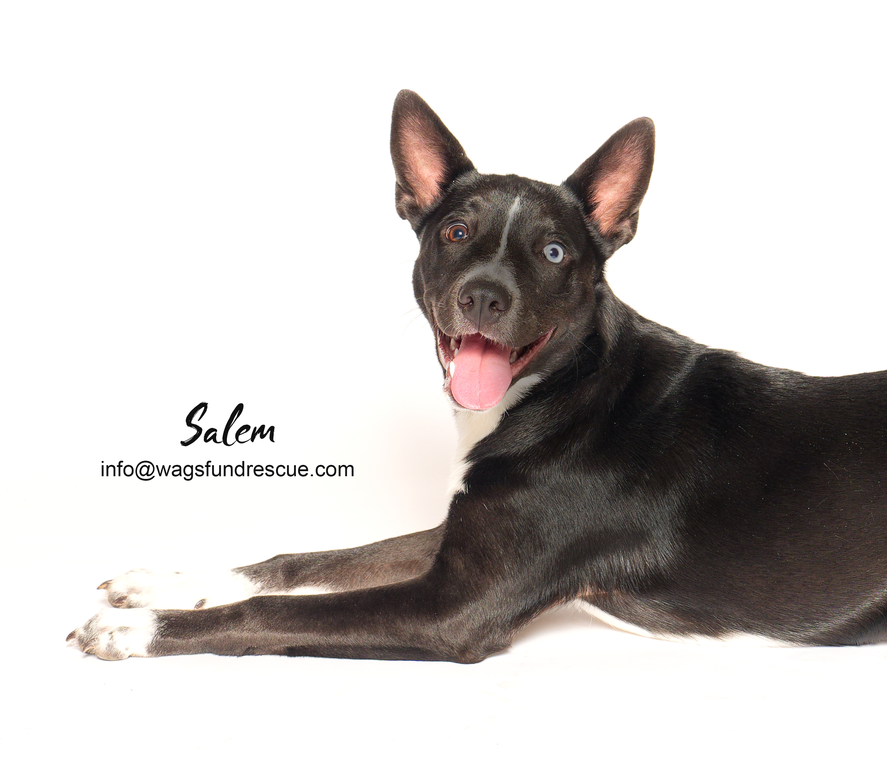 Salem, a Adoptable mixed breed in Houston, TX image 2/4