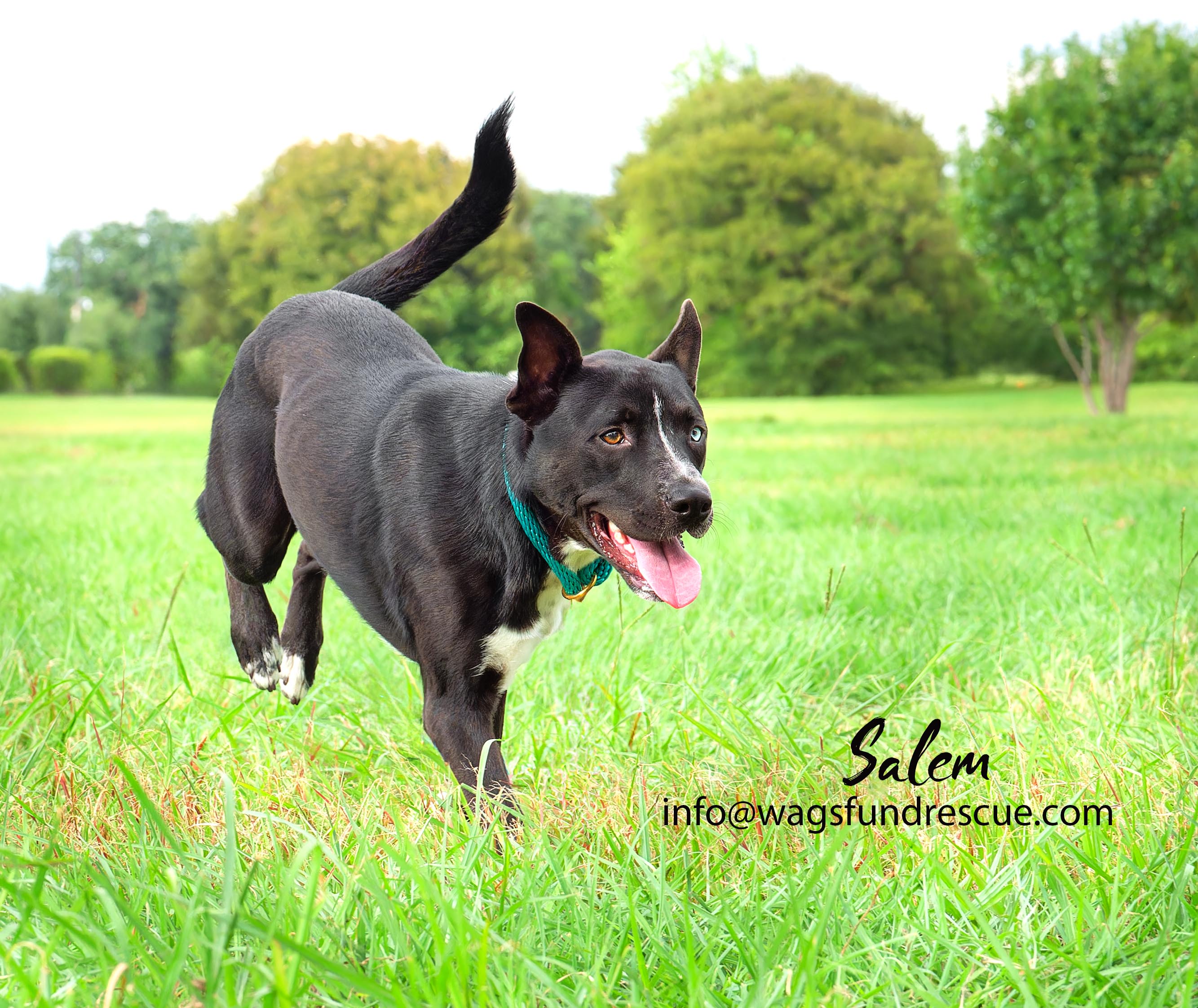 Salem, a Adoptable mixed breed in Houston, TX image 1/4