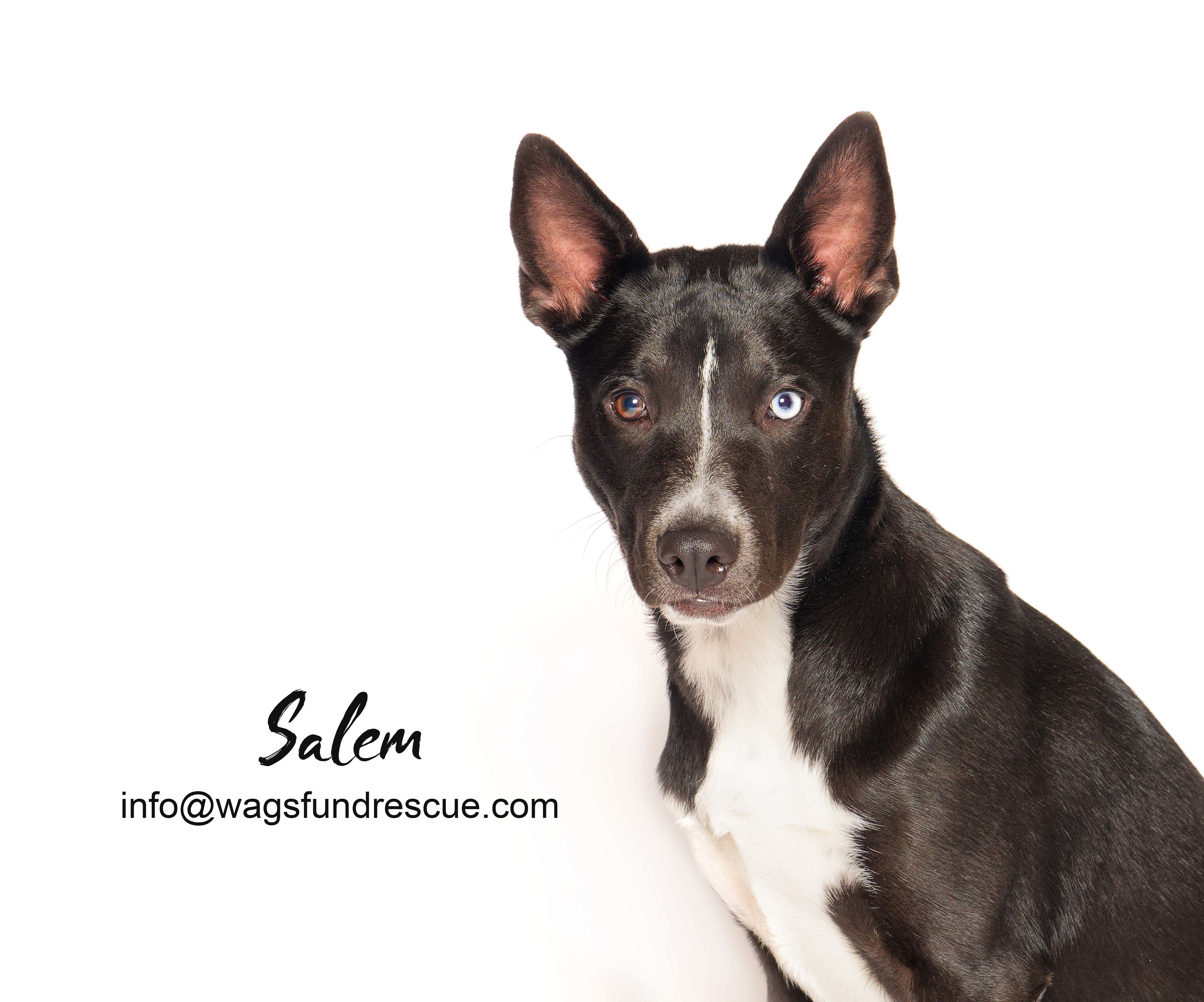 Salem, a Adoptable mixed breed in Houston, TX image 4/4