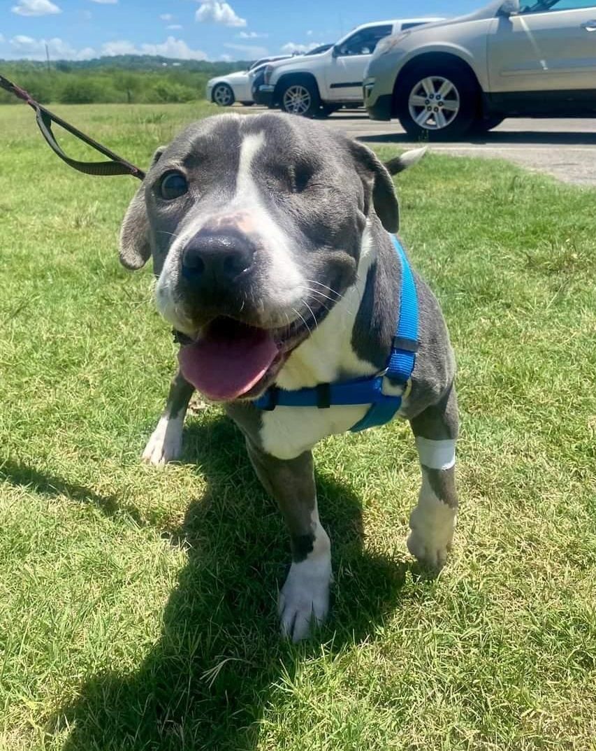 Jasperi BR9864-T , Adoptable, Adult Male American Staffordshire Terrier & Staffordshire Bull Terrier.