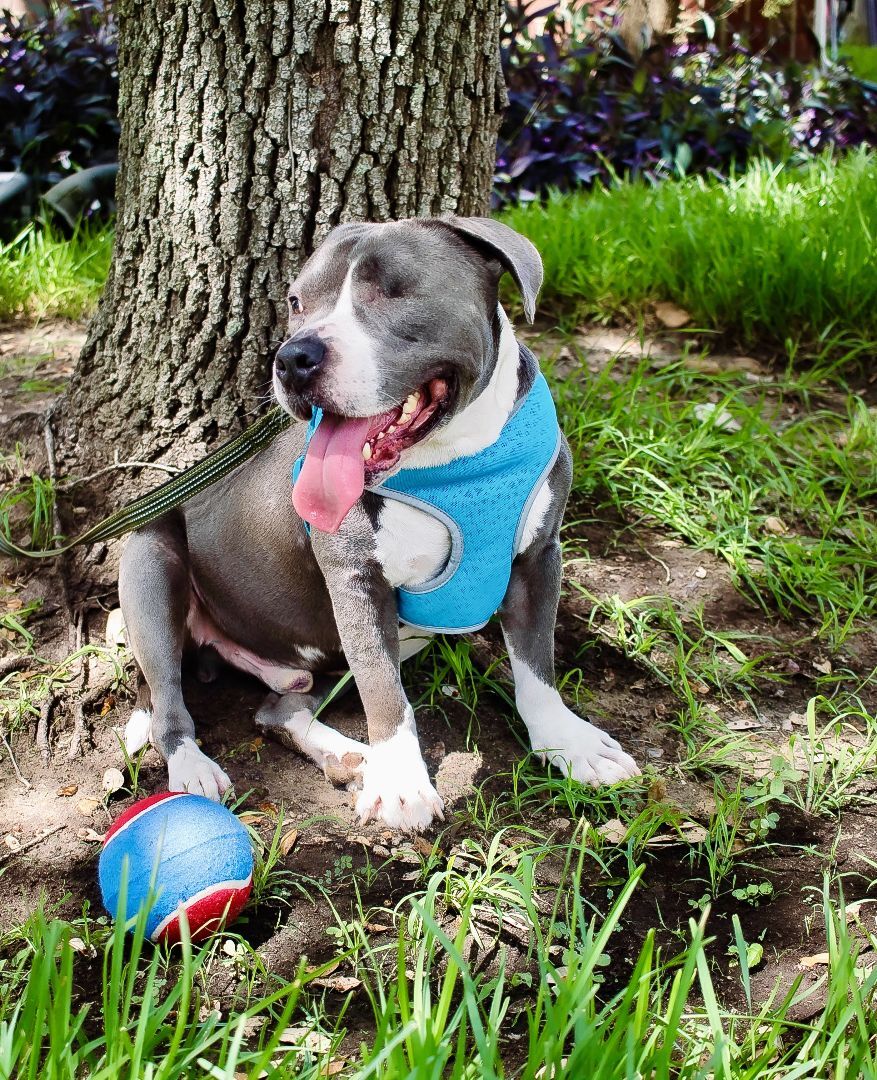 Enlarge Jasperi BR9864-T , a Adoptable mixed breed in Burlington, WA image 5/6