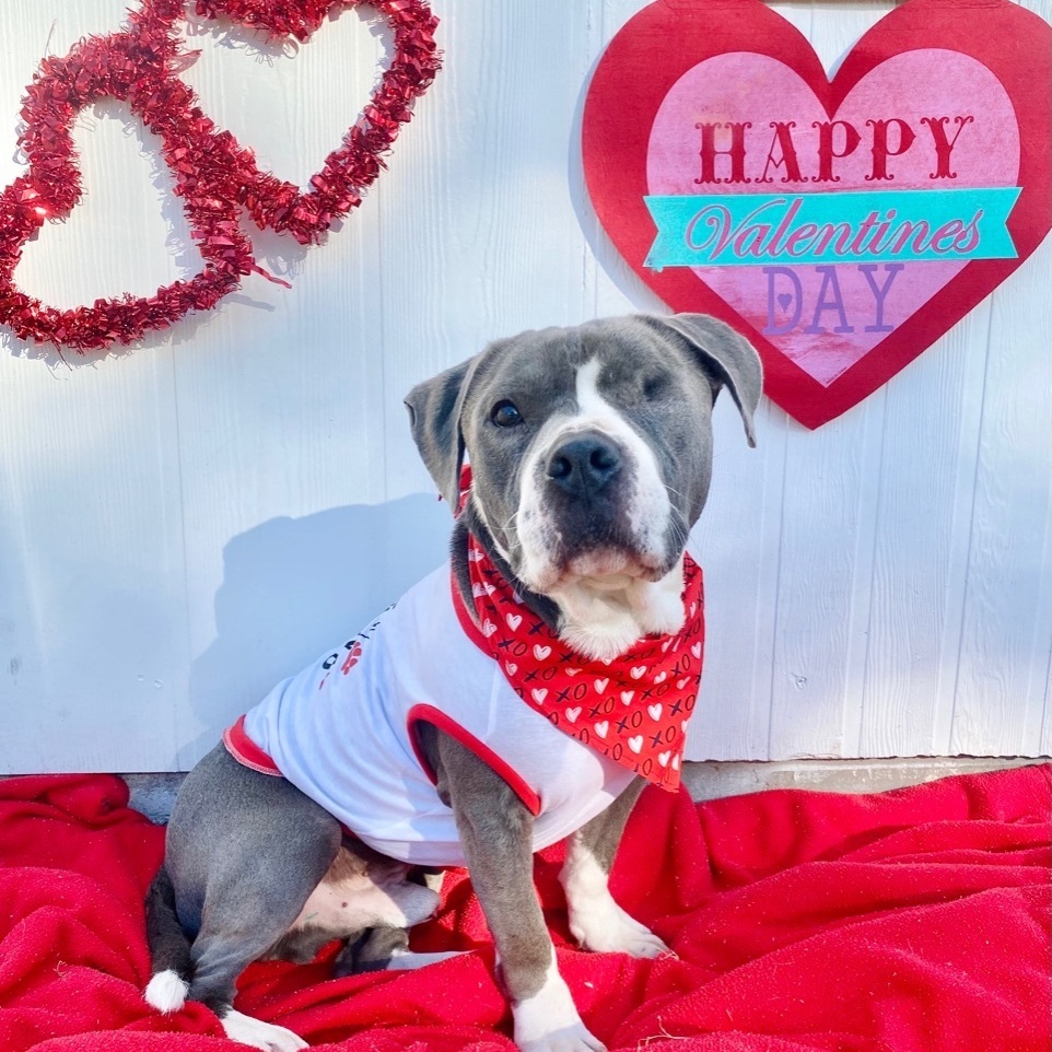 Enlarge Jasperi BR9864-T , a Adoptable mixed breed in Burlington, WA image 6/6