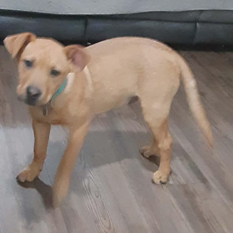 Enlarge Walter, a Adoptable Mixed Breed in Lima, OH image 2/3