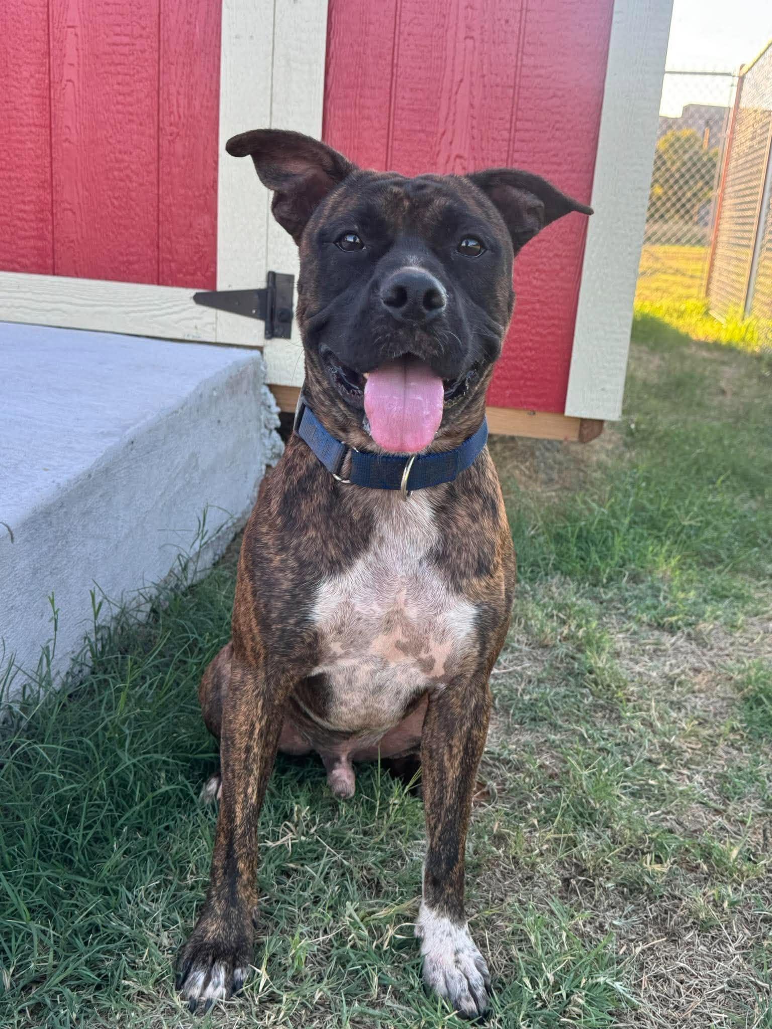 Enlarge Buster Biscuit , a Adoptable mixed breed in Chickasha, OK image 3/3