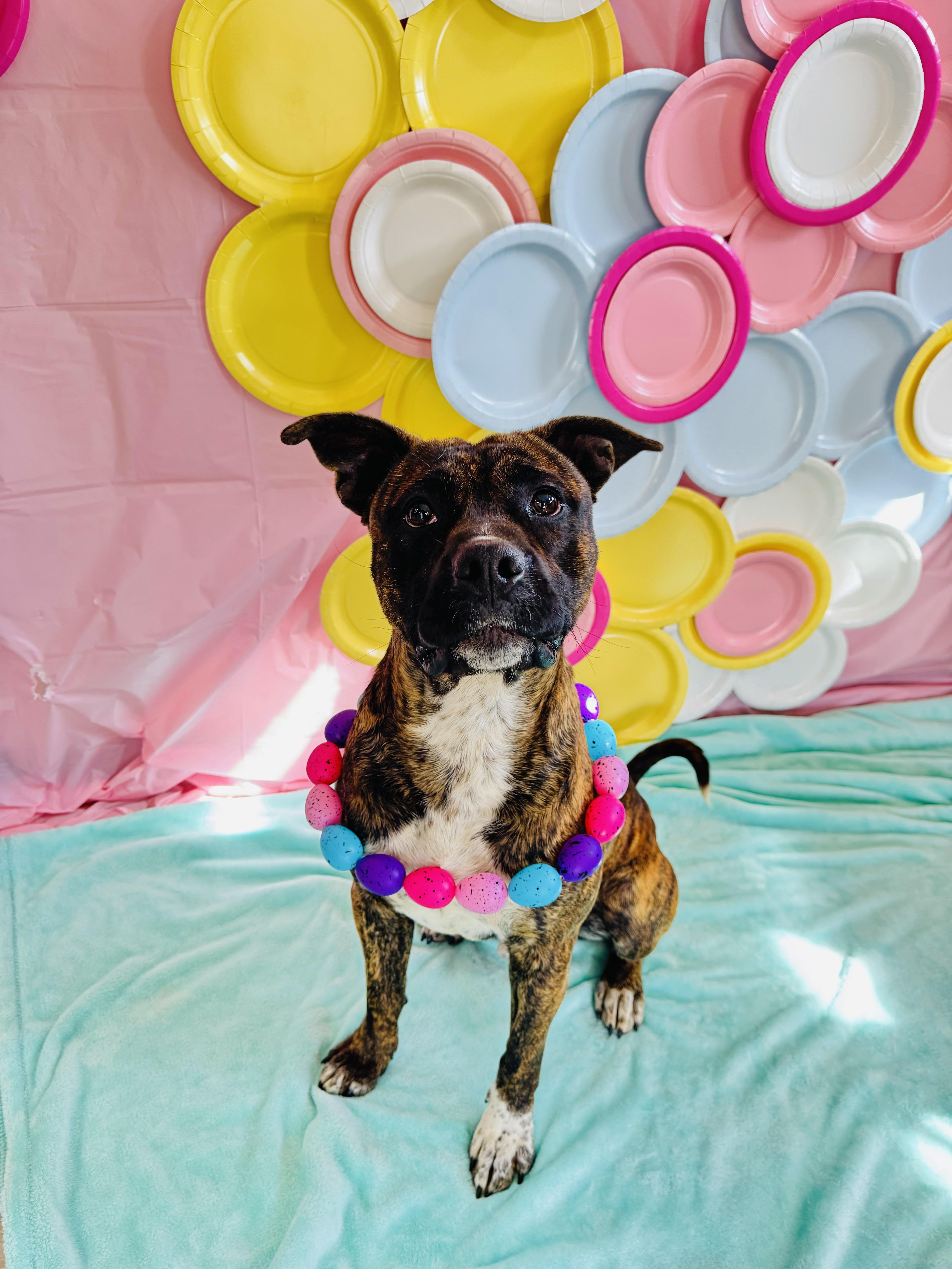 Buster Biscuit , an adoption pending Pit Bull Terrier in Chickasha, OK image 1/3