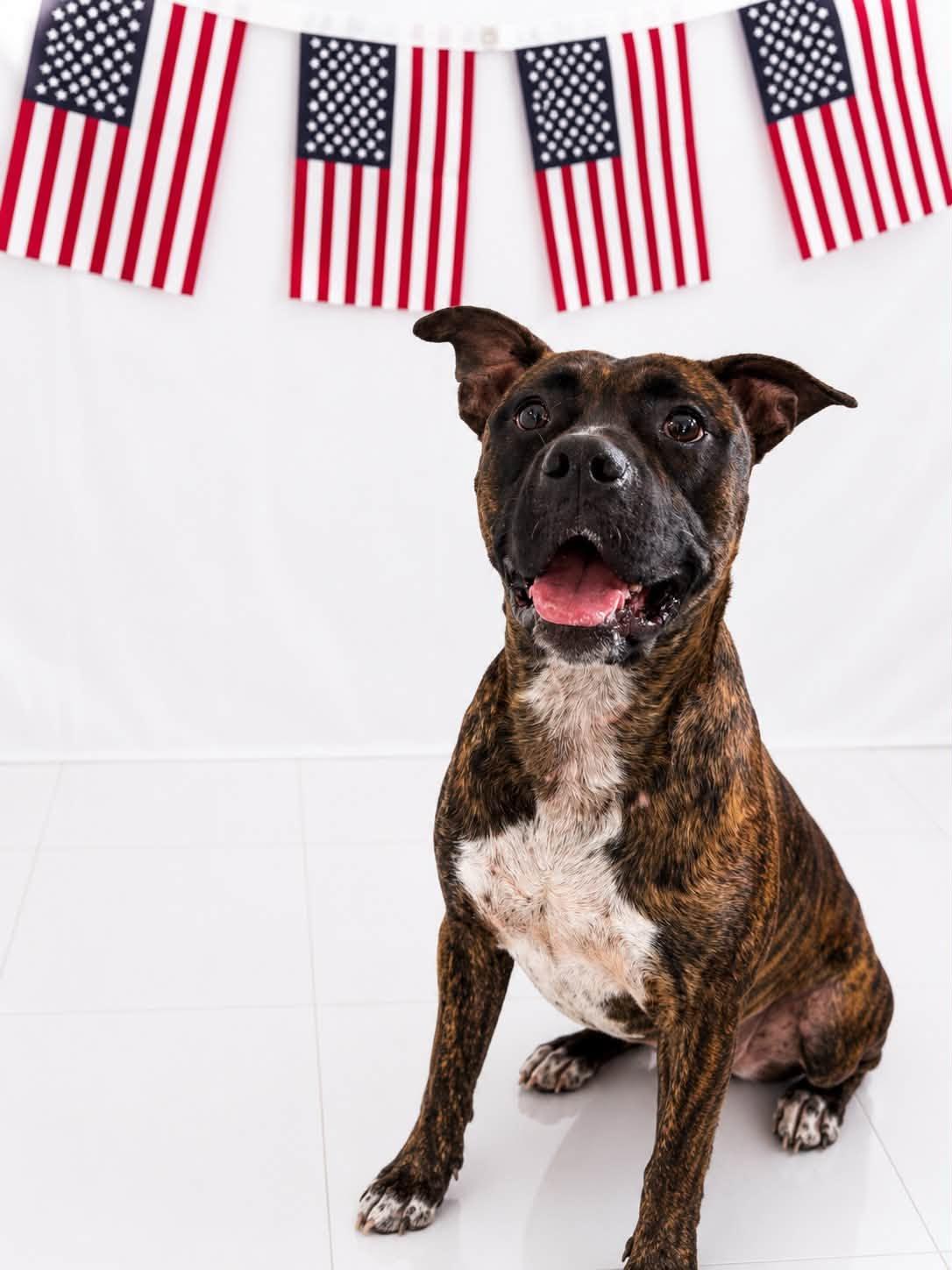 Buster Biscuit , an adoptable Pit Bull Terrier in Chickasha, OK image 1/5