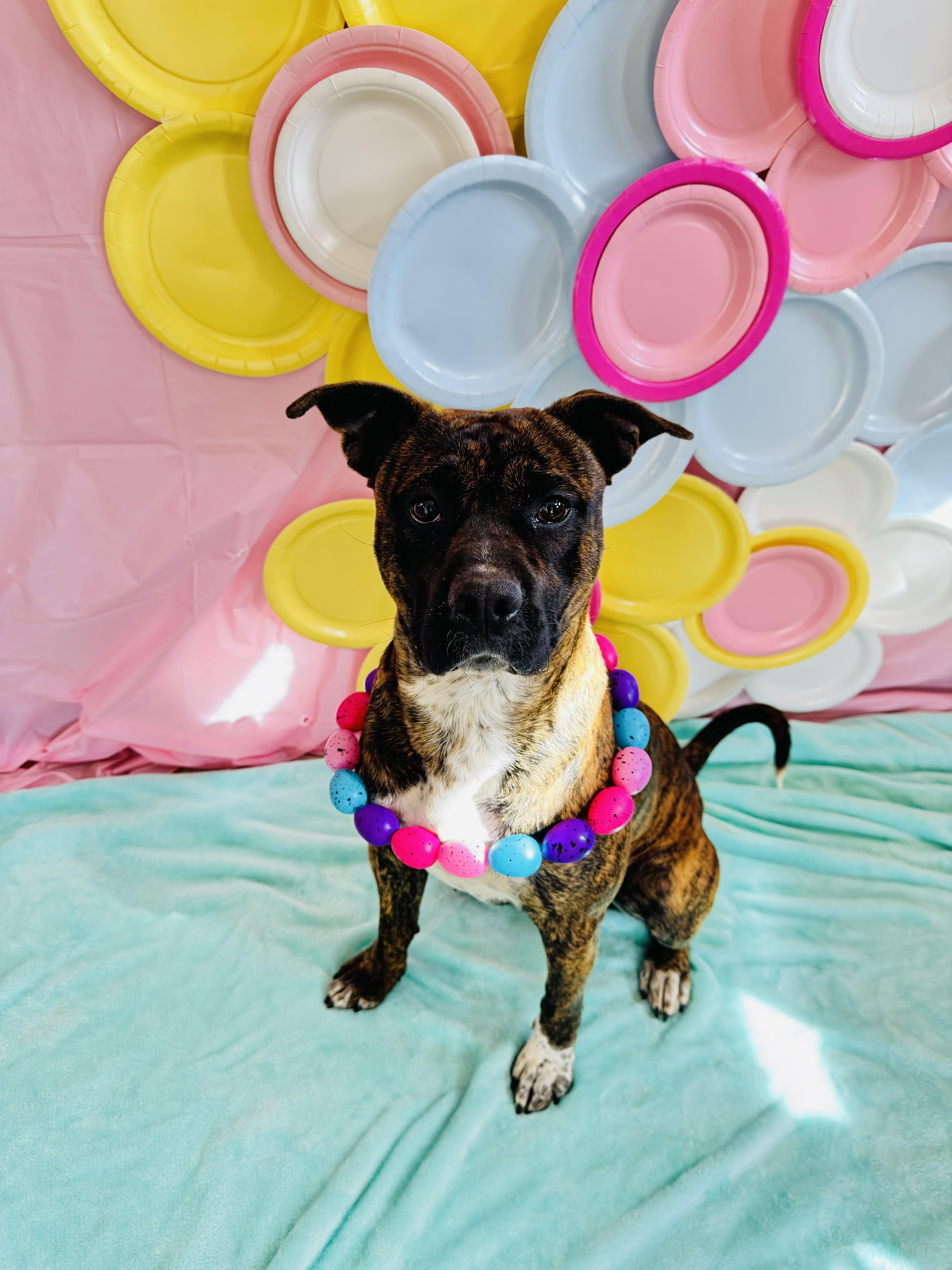 Buster Biscuit , an adoption pending Pit Bull Terrier in Chickasha, OK image 3/3