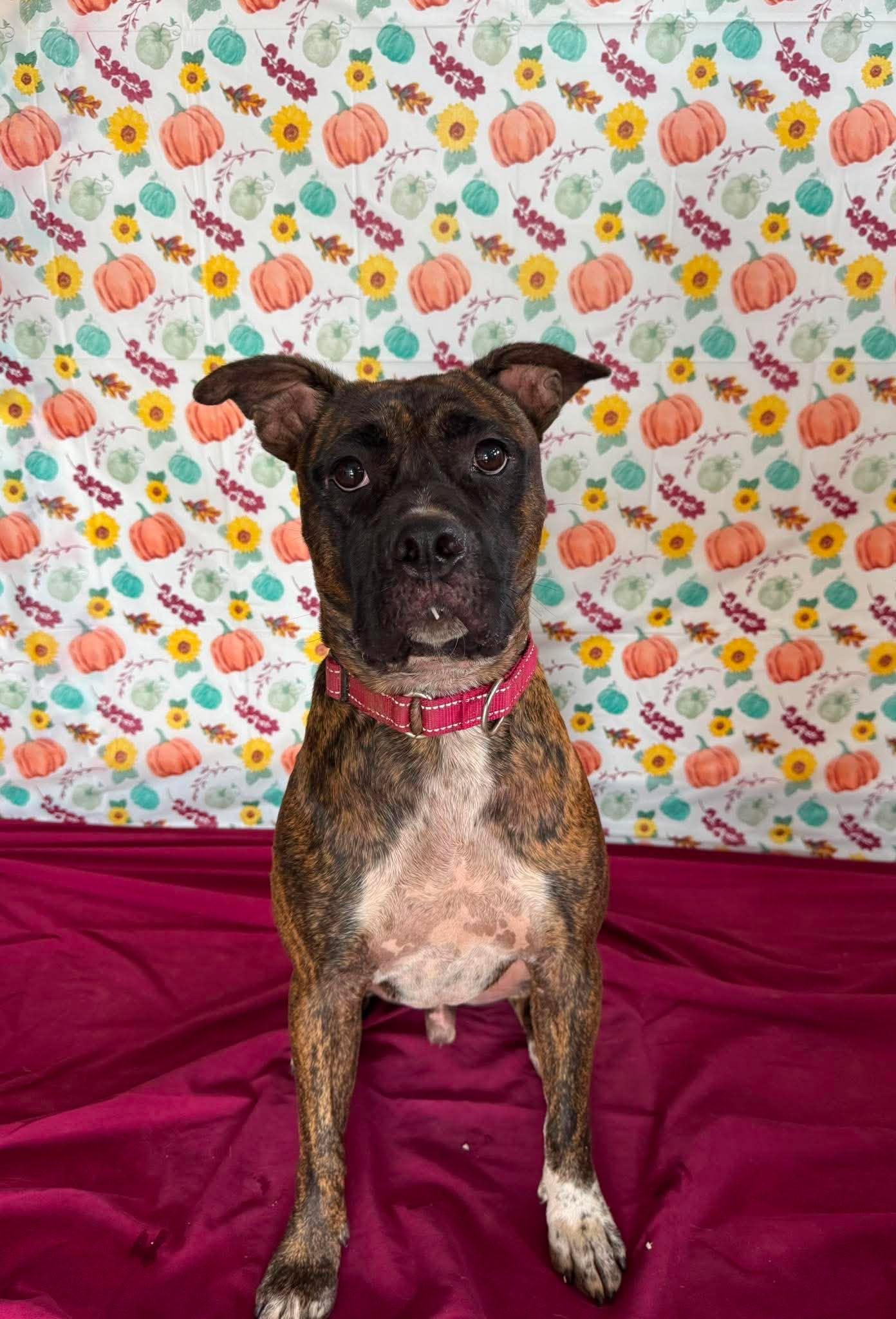 Enlarge Buster Biscuit , a Adoptable mixed breed in Chickasha, OK image 1/3