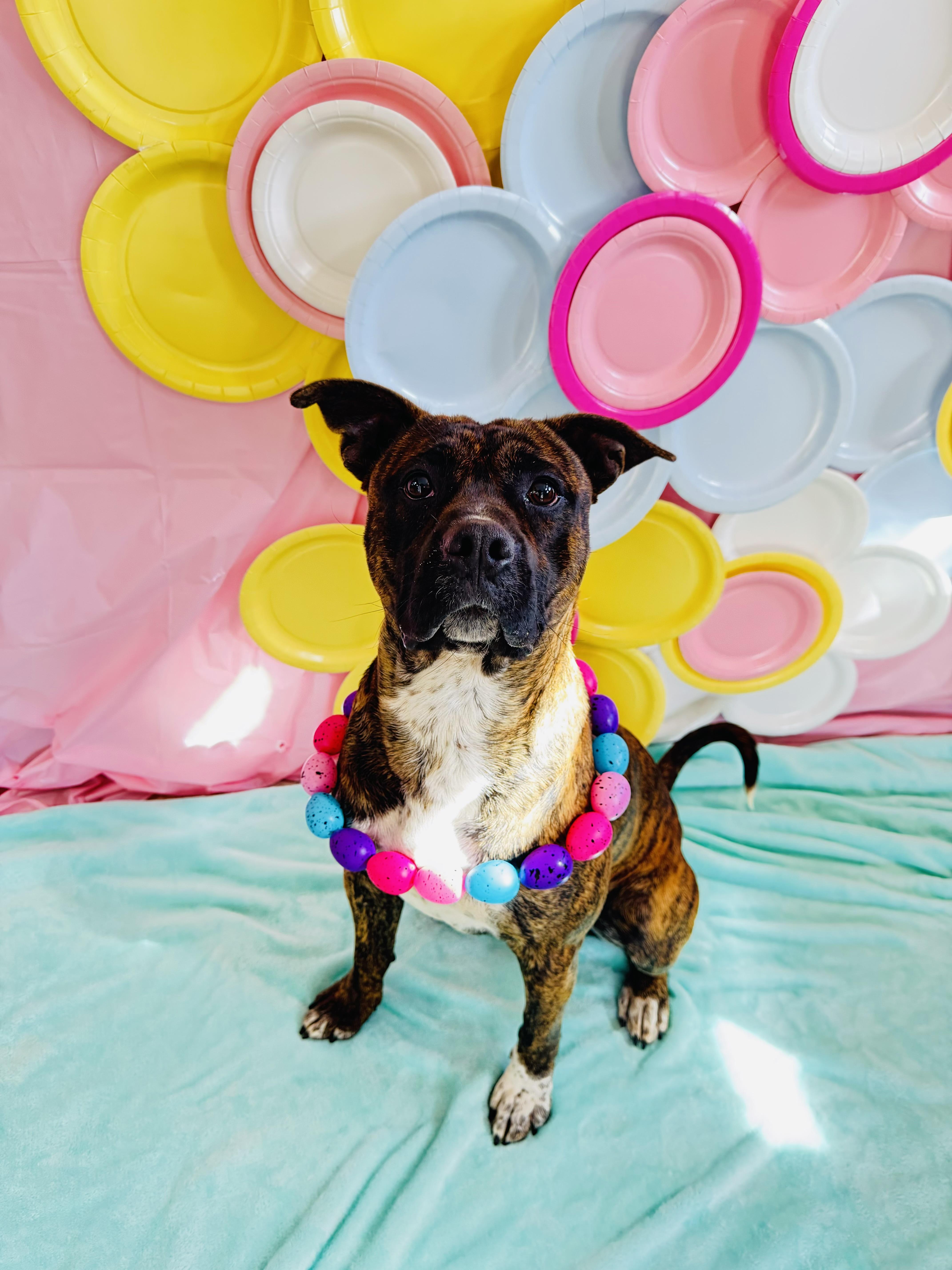 Buster Biscuit , an adoption pending Pit Bull Terrier in Chickasha, OK image 2/3