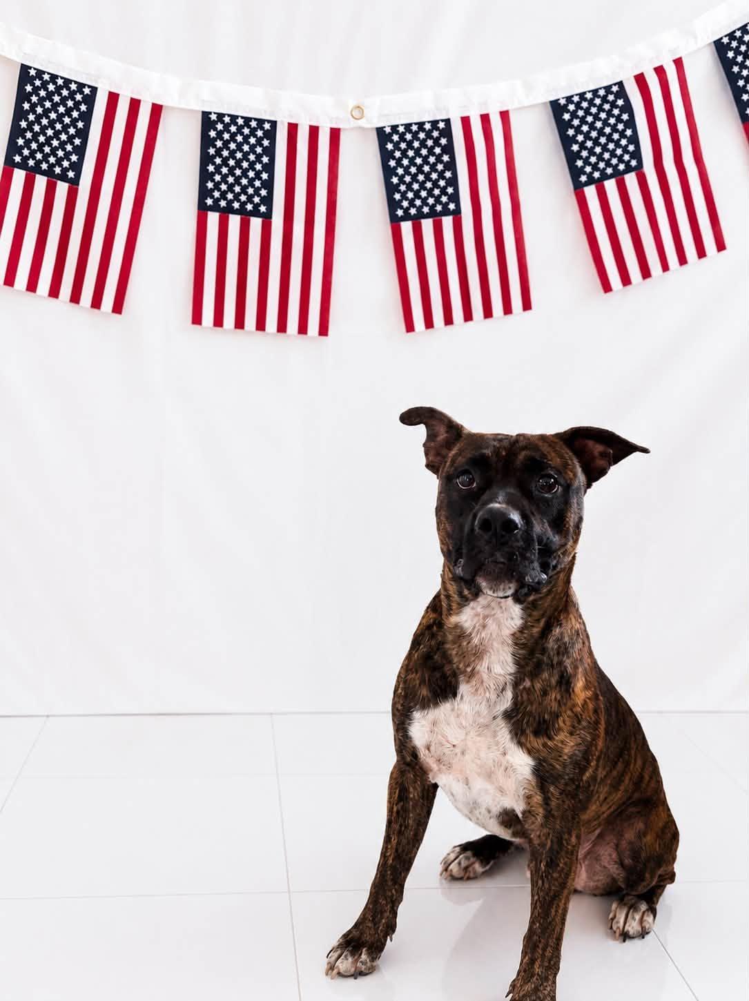 Buster Biscuit , an adoptable Pit Bull Terrier in Chickasha, OK image 2/5