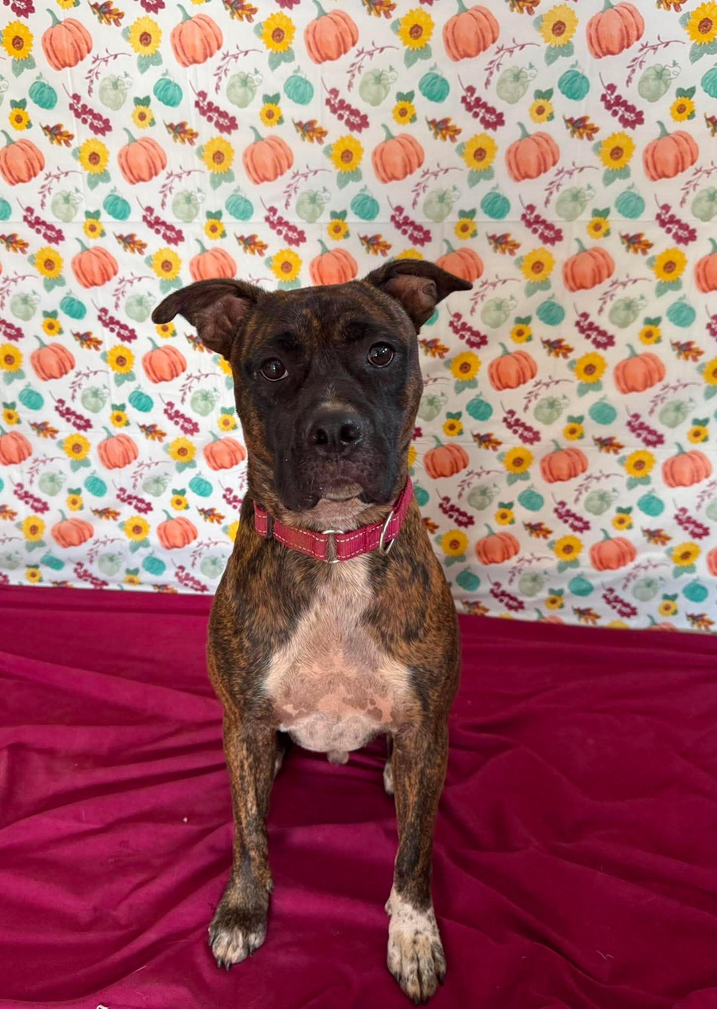 Enlarge Buster Biscuit , a Adoptable mixed breed in Chickasha, OK image 2/3