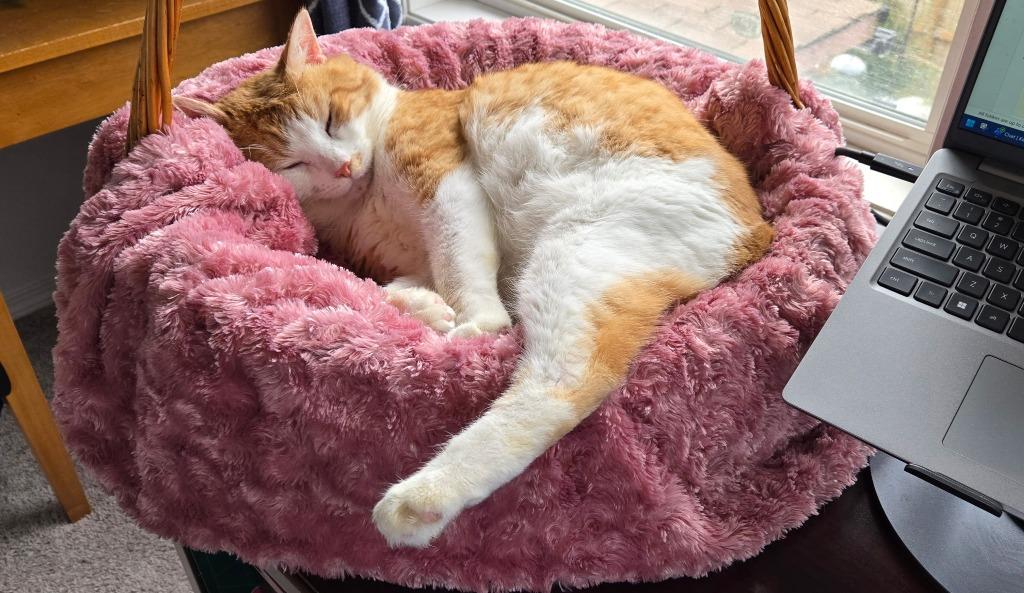 Mojo, Adoptable, Adult Male Domestic Short Hair.