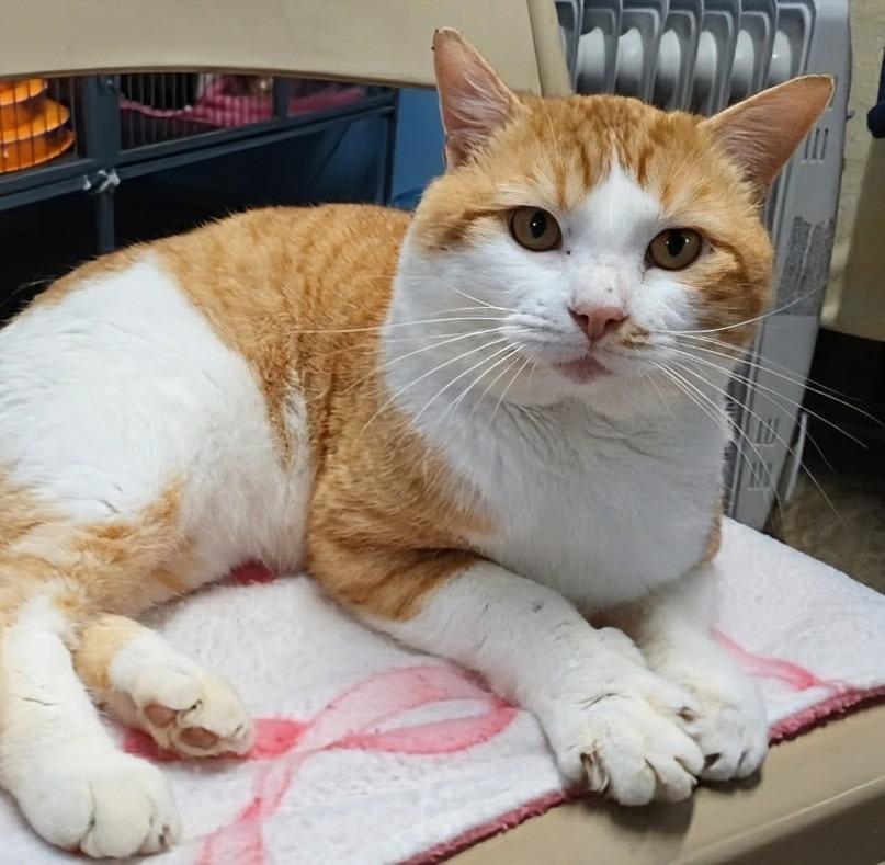 Enlarge Mojo, a Adoptable mixed breed in Shelton, WA image 2/3