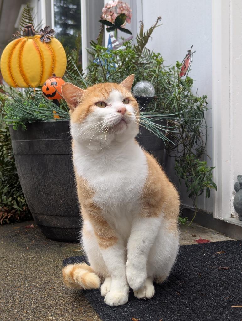 Enlarge Mojo, a Adoptable mixed breed in Shelton, WA image 3/3