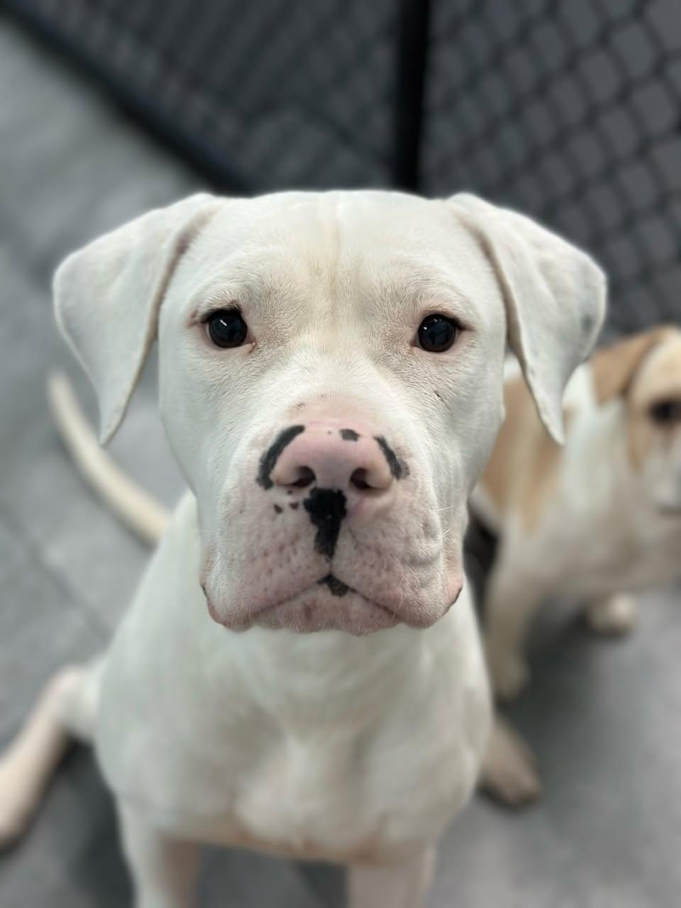 Phantom, Adopted, Young Male Dogo Argentino.