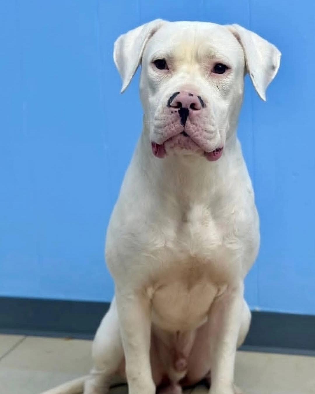 Enlarge Phantom, a Adopted Dogo Argentino in Miami, FL image 2/2