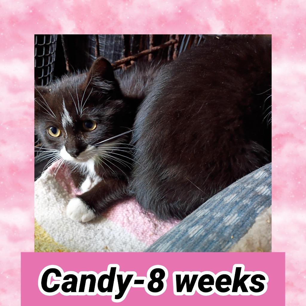 Candy, Adopted, Kitten Female Domestic Short Hair.