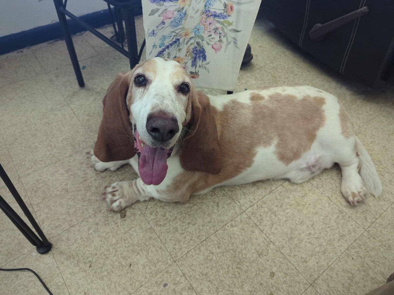 Enlarge Tucker 5-2025, a Adopted Basset Hound in Brookville, OH image 1/2