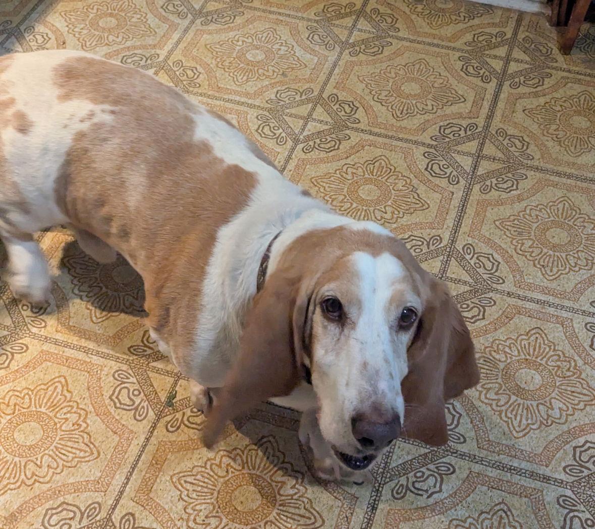 Enlarge Tucker 5-2025, a Adopted Basset Hound in Brookville, OH image 2/2
