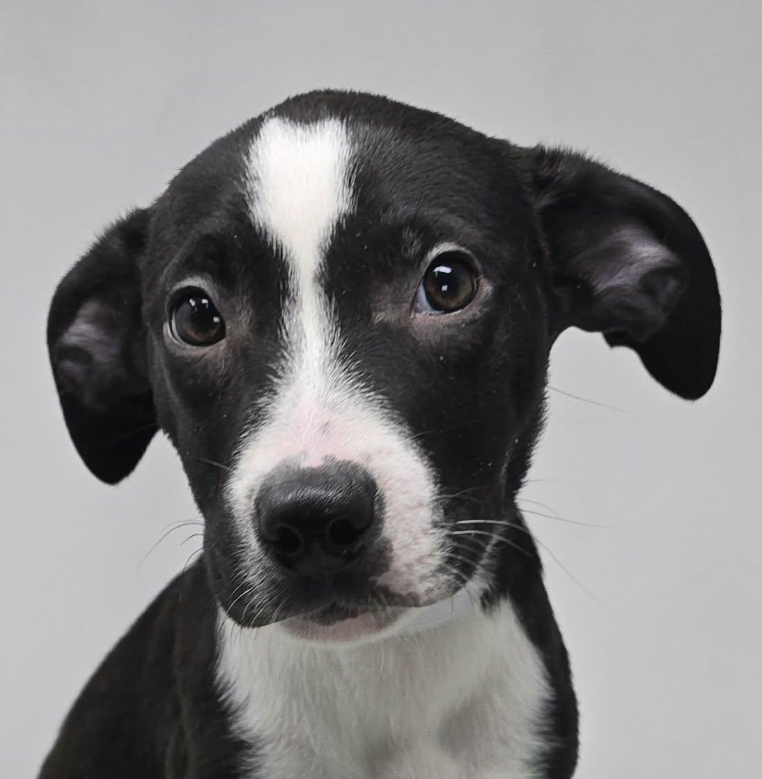 Enlarge Atticus, a ADOPTABLE mixed breed in Newport, TN image 1/6