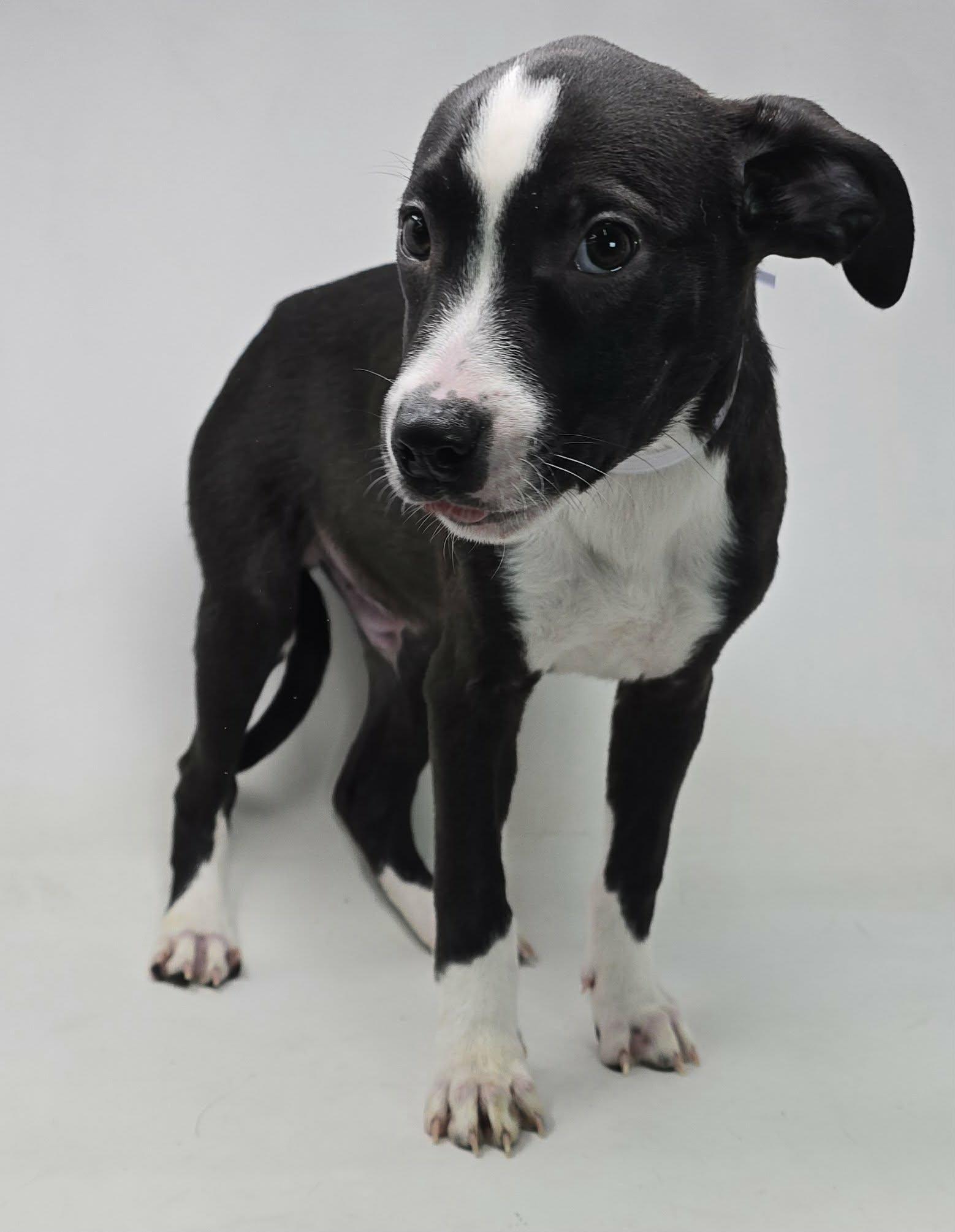 Enlarge Atticus, a ADOPTABLE mixed breed in Newport, TN image 4/6