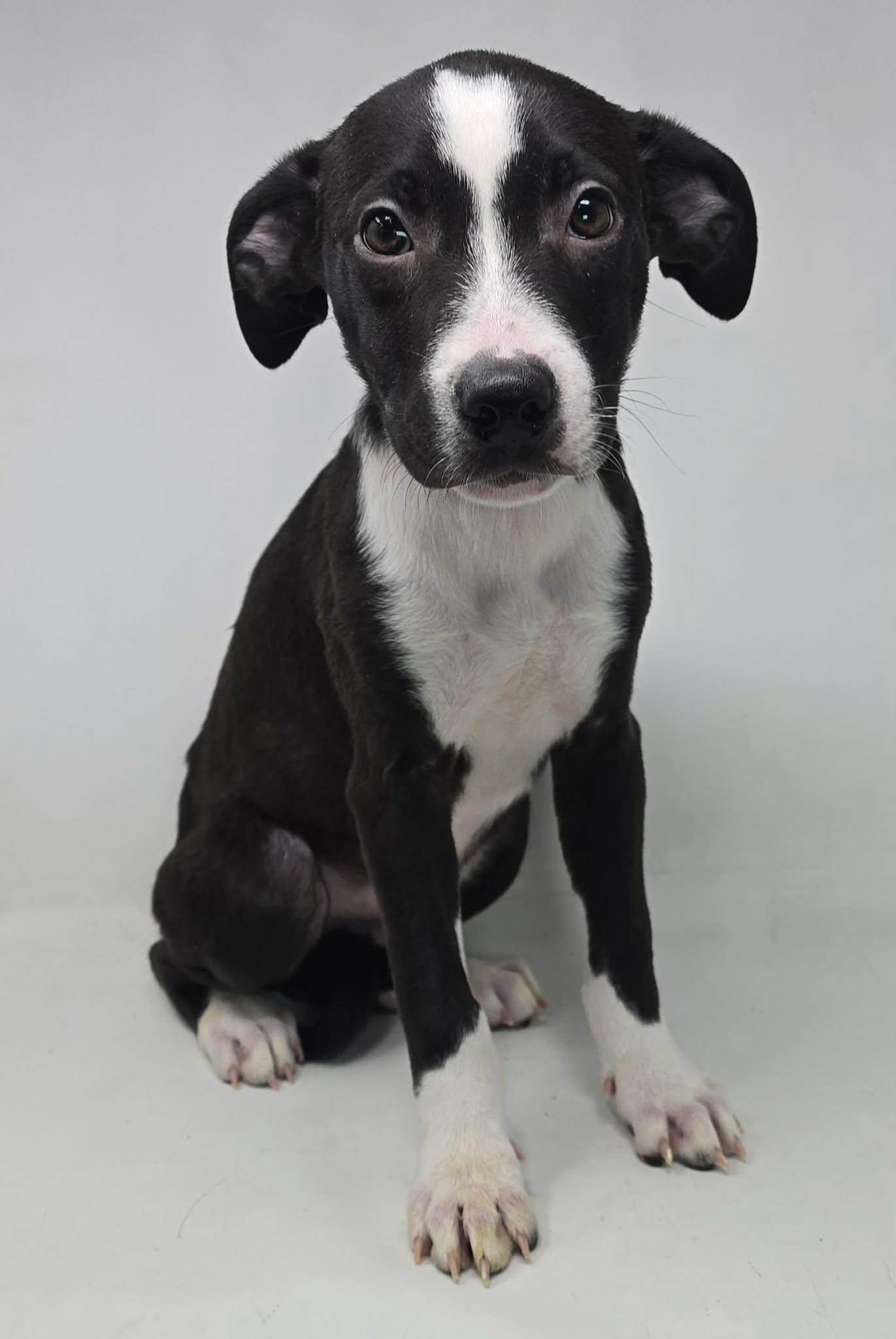 Enlarge Atticus, a ADOPTABLE mixed breed in Newport, TN image 5/6