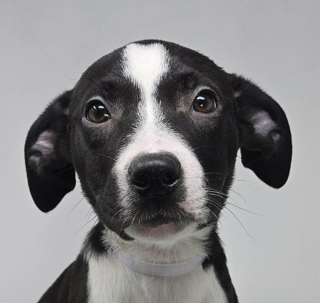 Enlarge Atticus, a ADOPTABLE mixed breed in Newport, TN image 6/6