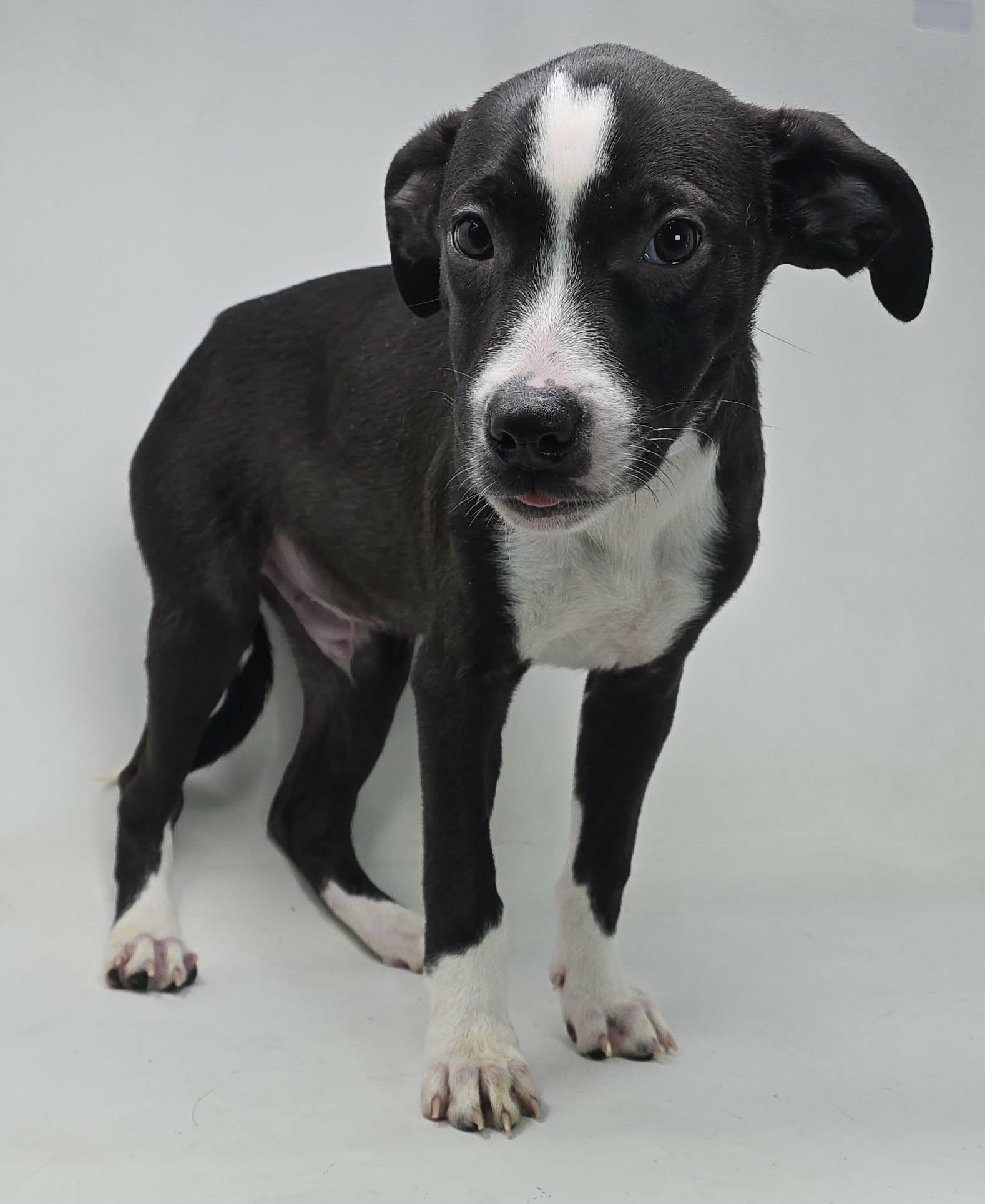 Enlarge Atticus, a ADOPTABLE mixed breed in Newport, TN image 3/6