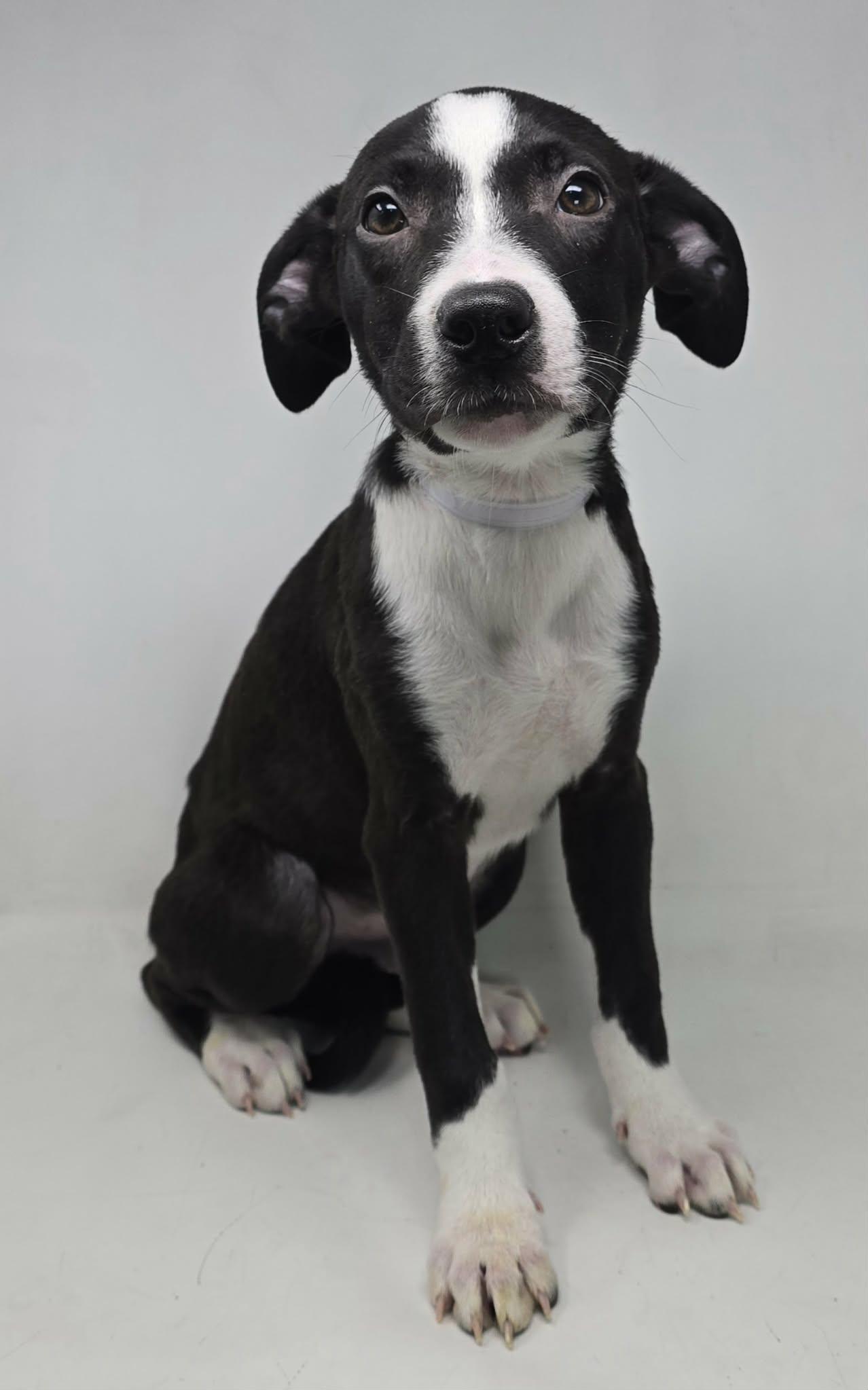 Enlarge Atticus, a ADOPTABLE mixed breed in Newport, TN image 2/6