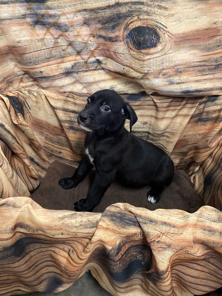 Shadow, Adoptable, Puppy Female Mixed Breed.