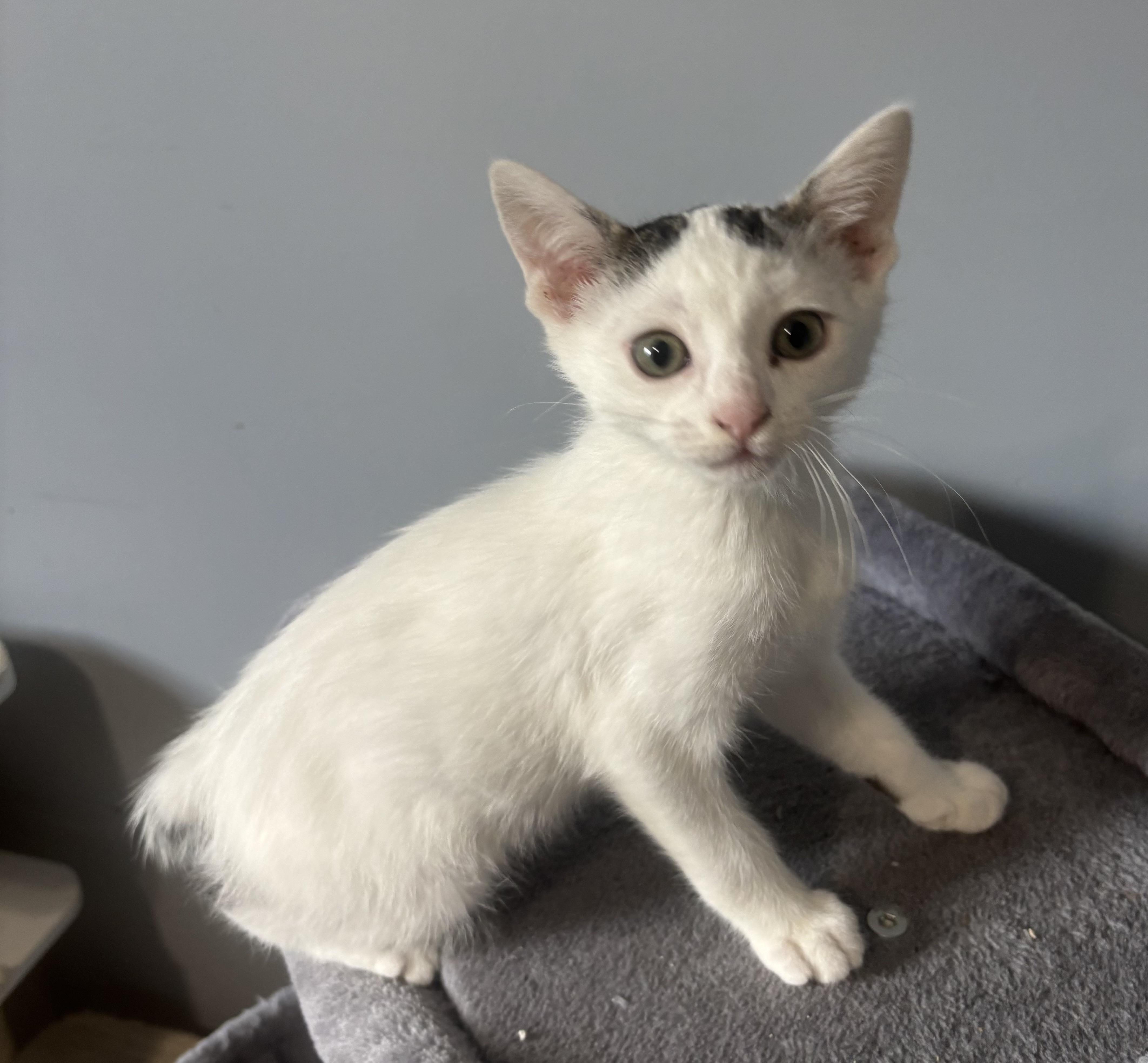 Parker, ADOPTABLE, Kitten Male Domestic Short Hair.