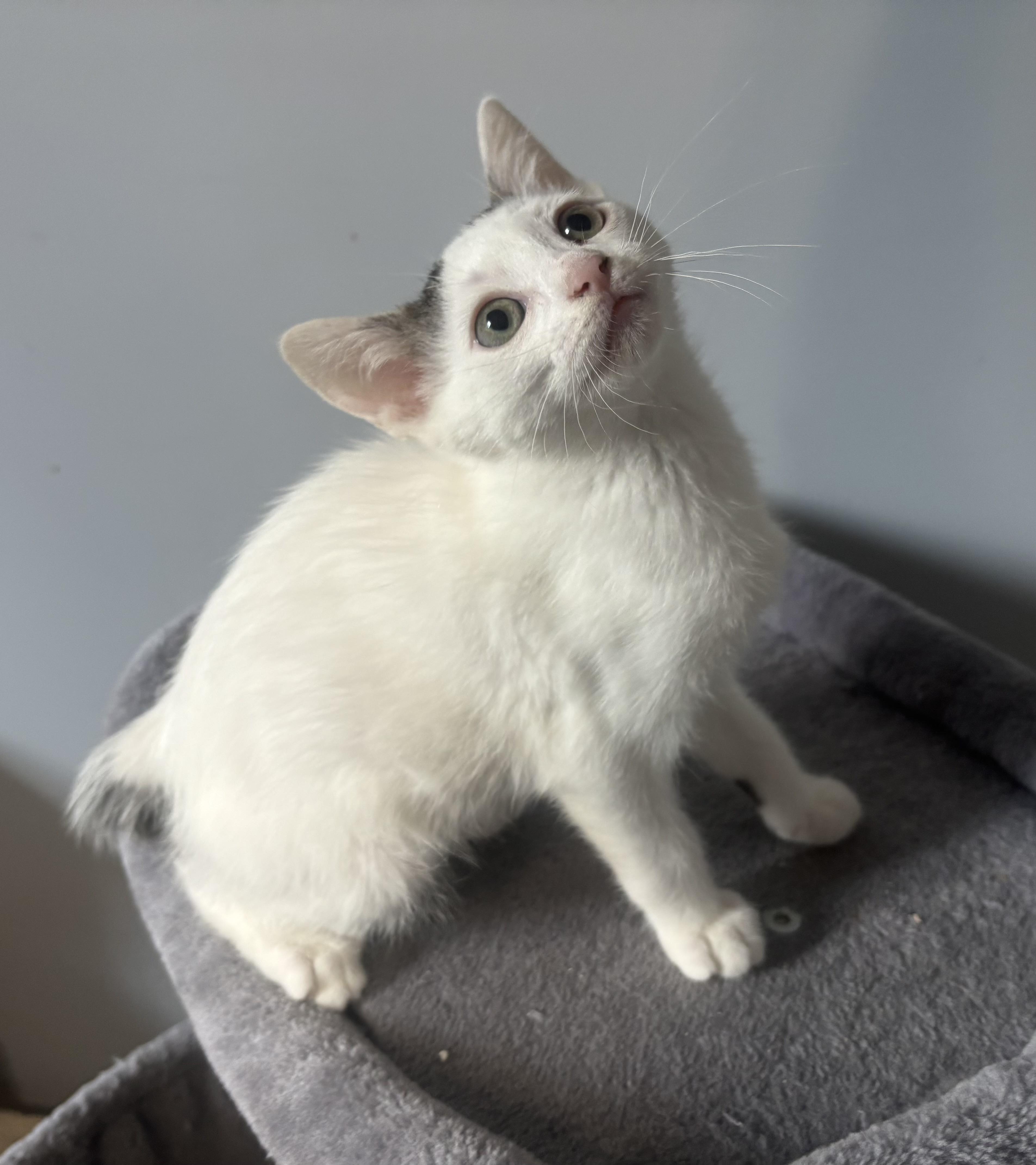 Enlarge Parker, a ADOPTABLE Domestic Short Hair in Macomb, MI image 2/2