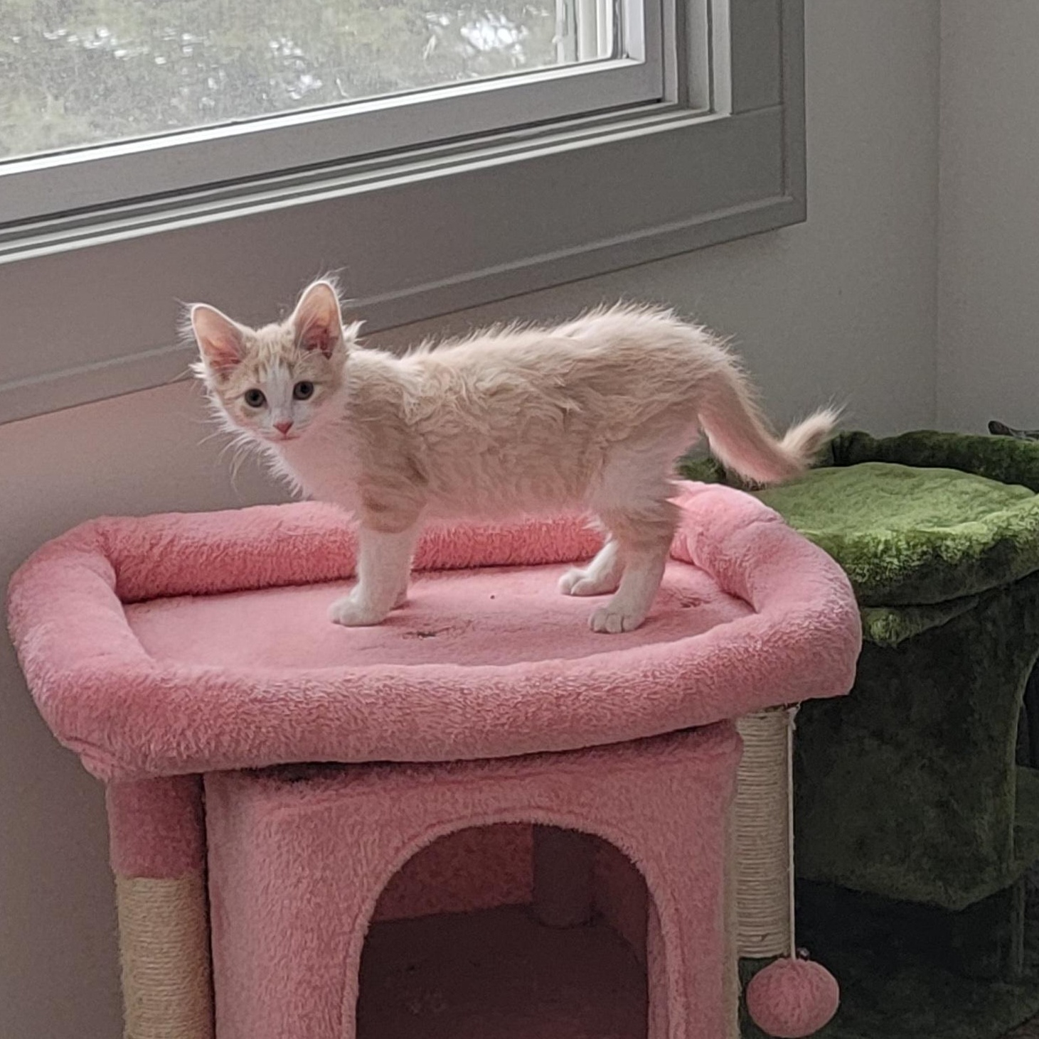 Enlarge Howie Adopted 12.22.25, a Adoptable Domestic Medium Hair in Wyandotte, MI image 2/6