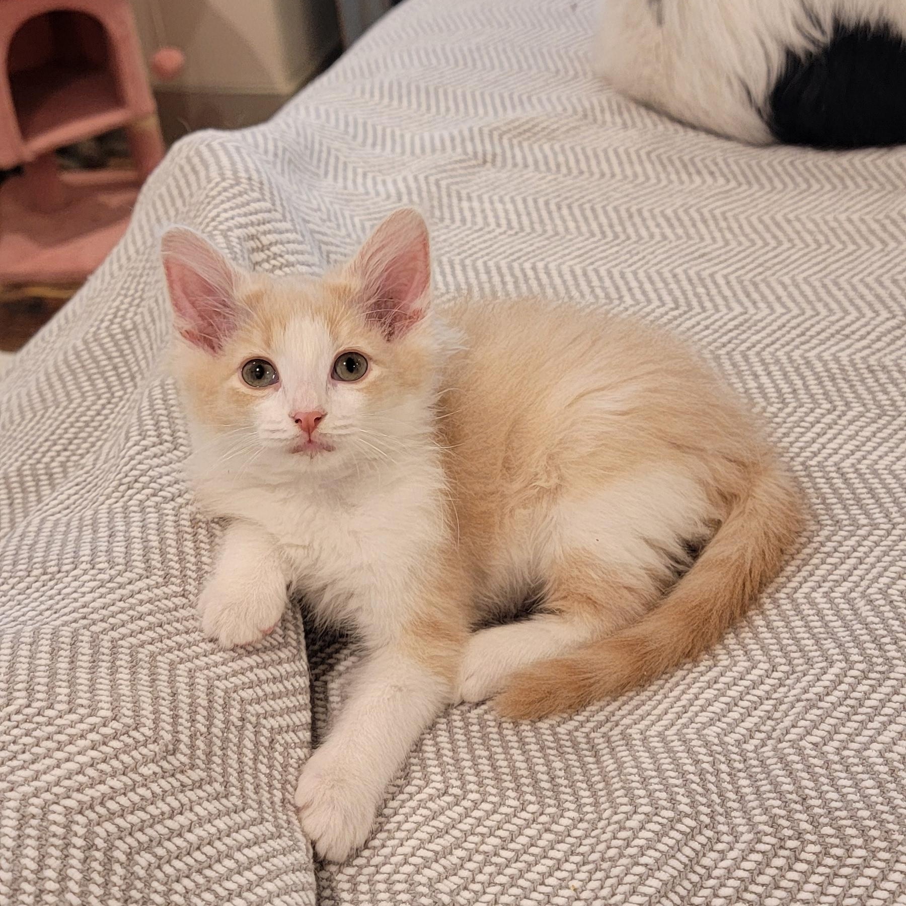 Howie, a Adoptable Domestic Medium Hair in Wyandotte, MI image 4/6