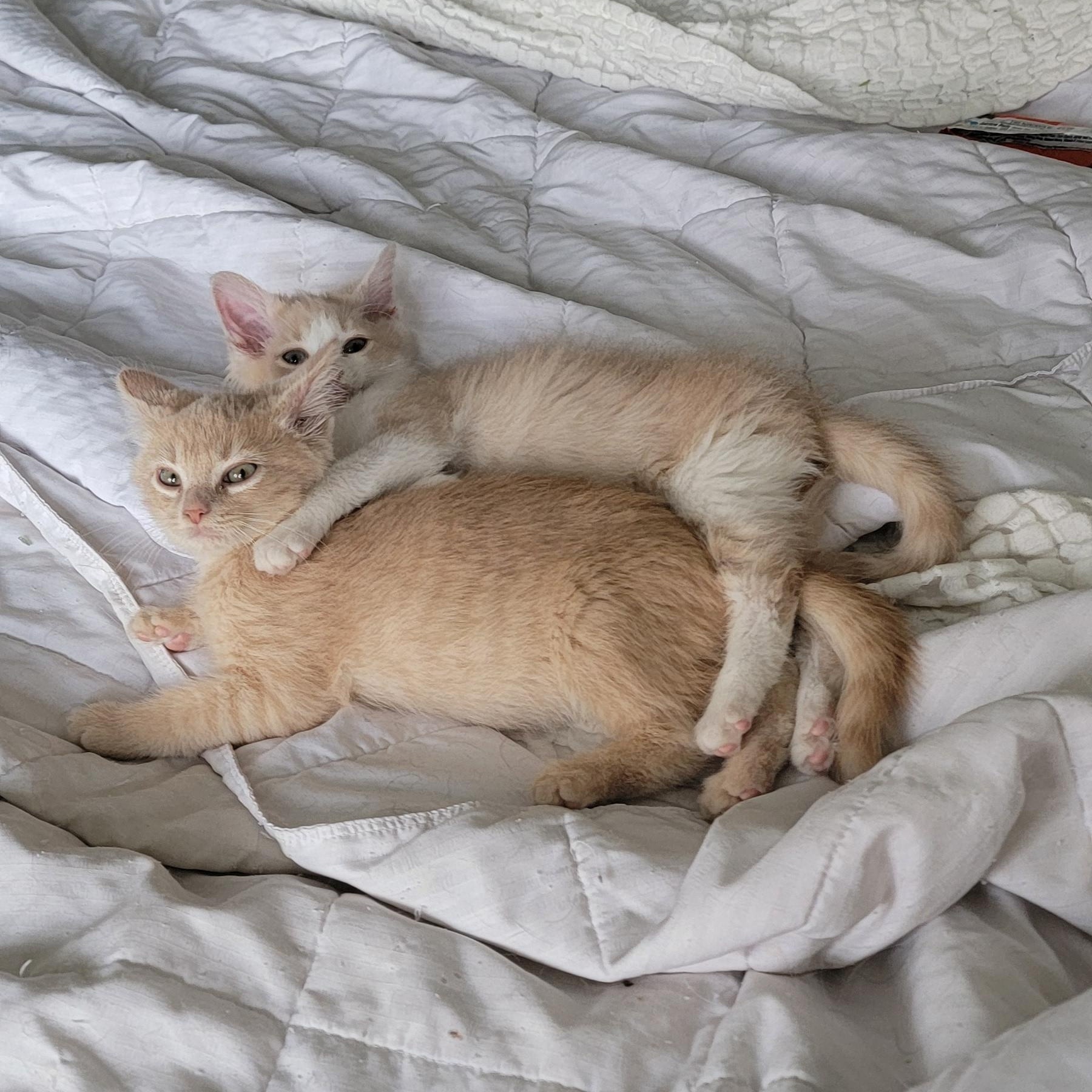 Howie, a Adoptable Domestic Medium Hair in Wyandotte, MI image 6/6