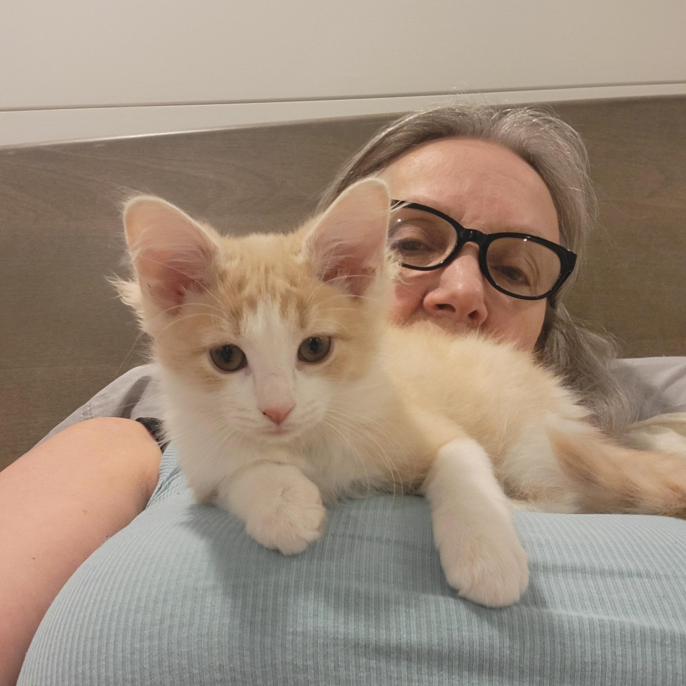 Enlarge Howie Adopted 12.22.25, a Adoptable Domestic Medium Hair in Wyandotte, MI image 6/6