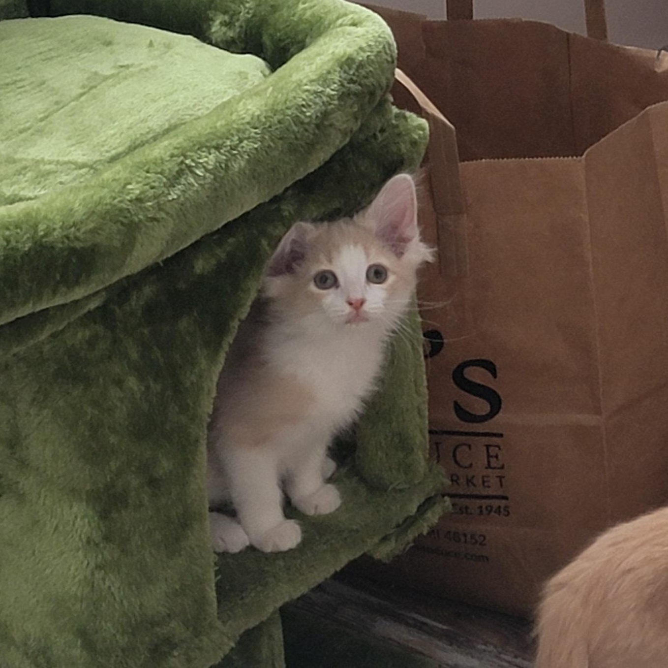 Howie, a Adoptable Domestic Medium Hair in Wyandotte, MI image 3/6