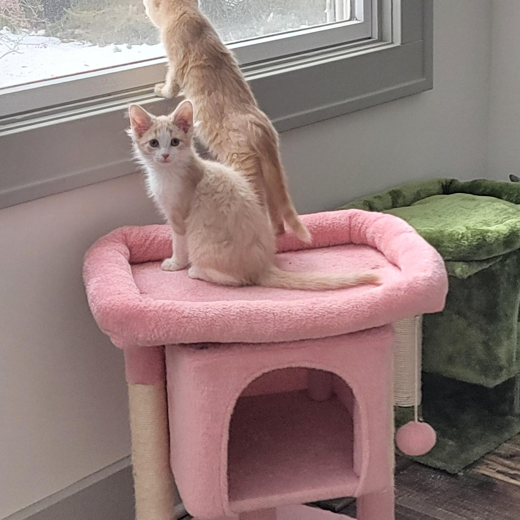 Enlarge Howie Adopted 12.22.25, a Adoptable Domestic Medium Hair in Wyandotte, MI image 4/6