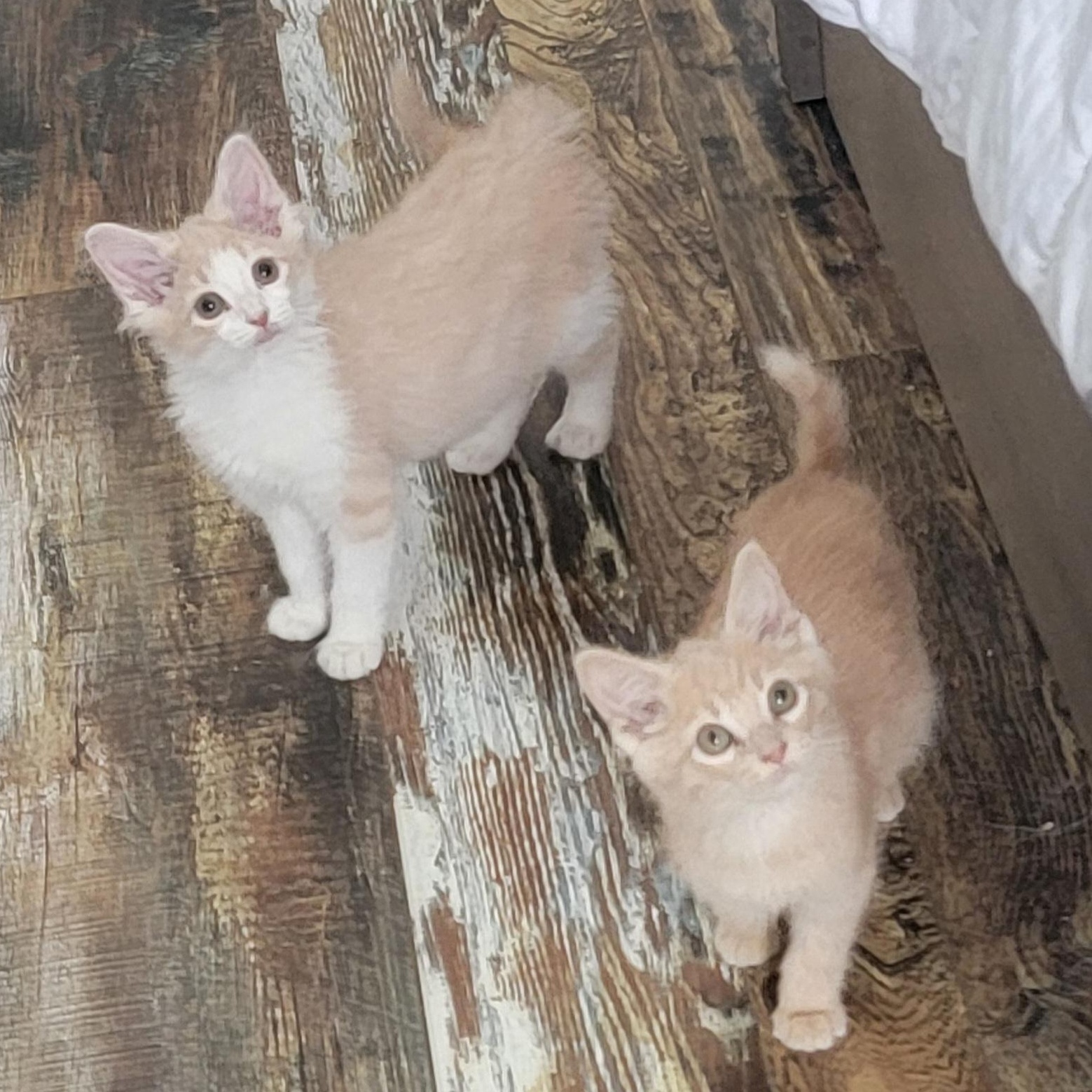 Howie, Adoptable, Kitten Male Domestic Medium Hair.