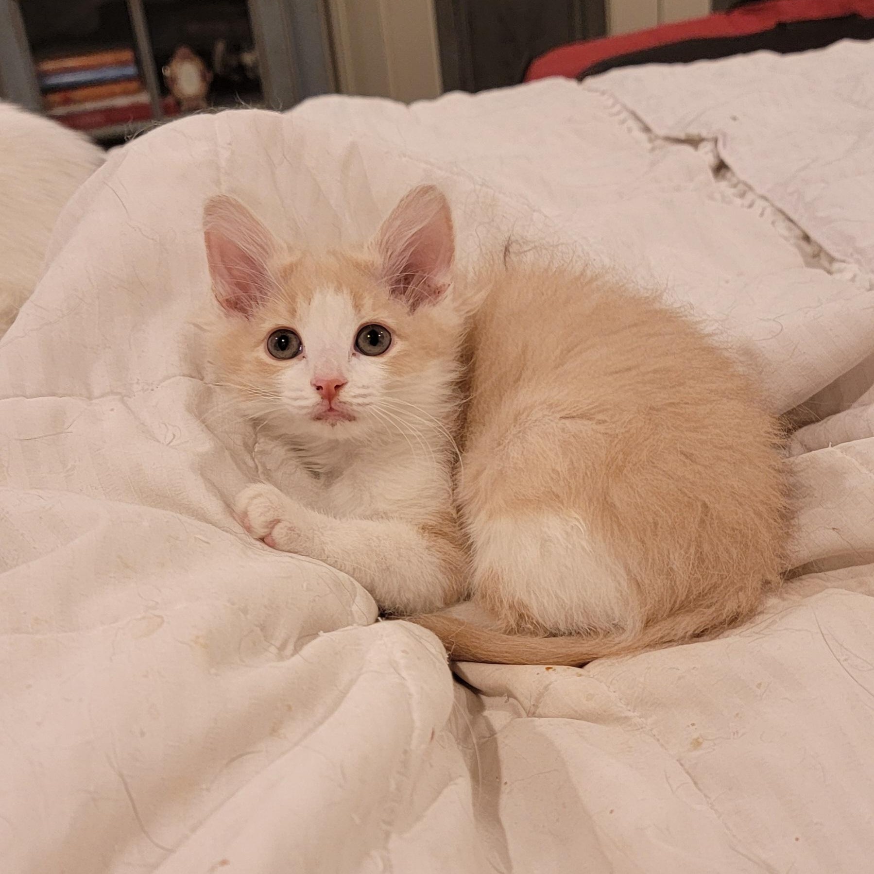 Howie, a Adoptable Domestic Medium Hair in Wyandotte, MI image 2/6