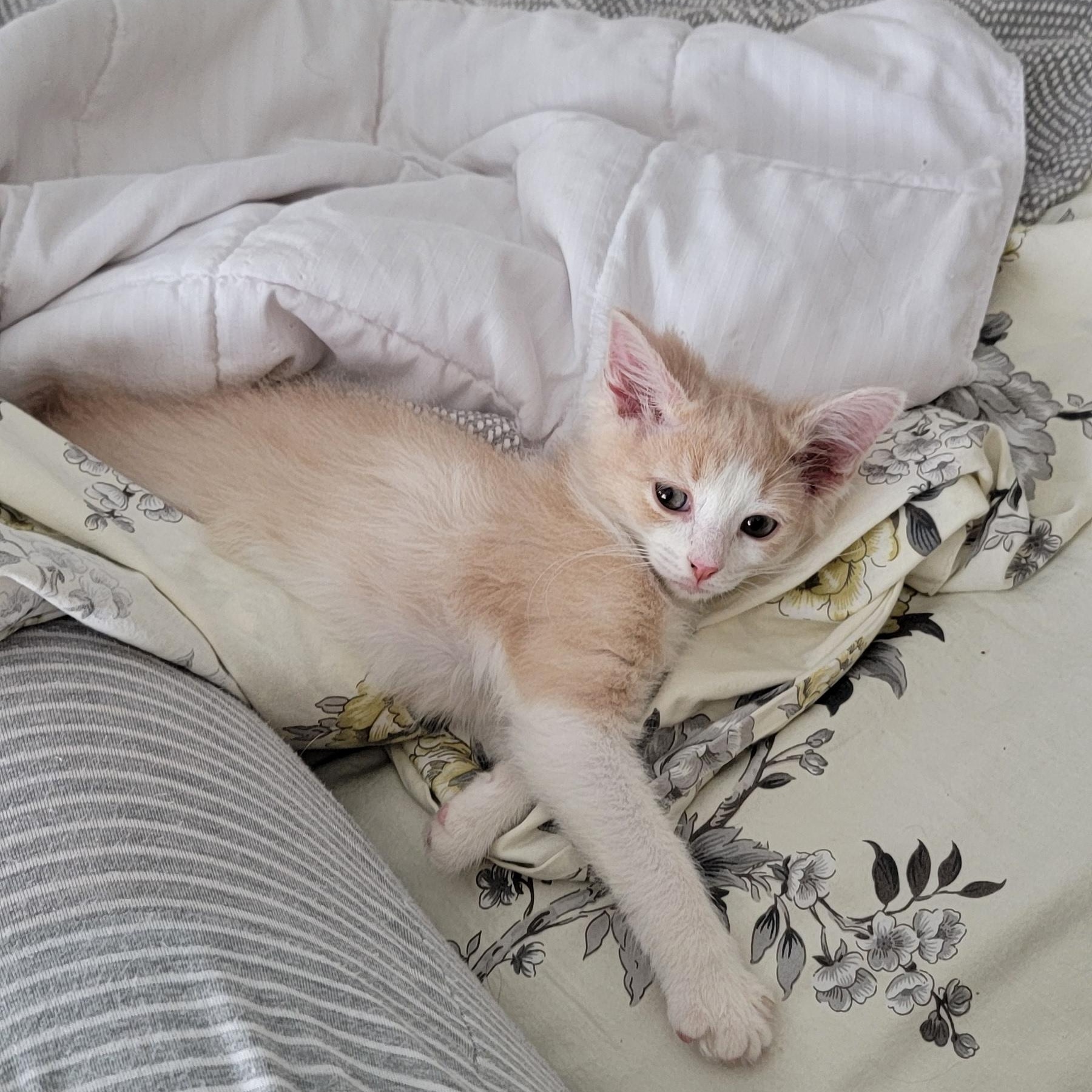 Howie, a Adoptable Domestic Medium Hair in Wyandotte, MI image 5/6