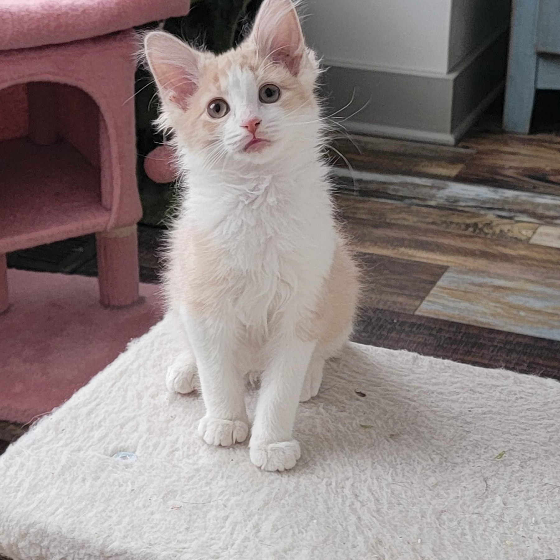 Howie Adopted 12.22.25, Adoptable, Kitten Male Domestic Medium Hair.