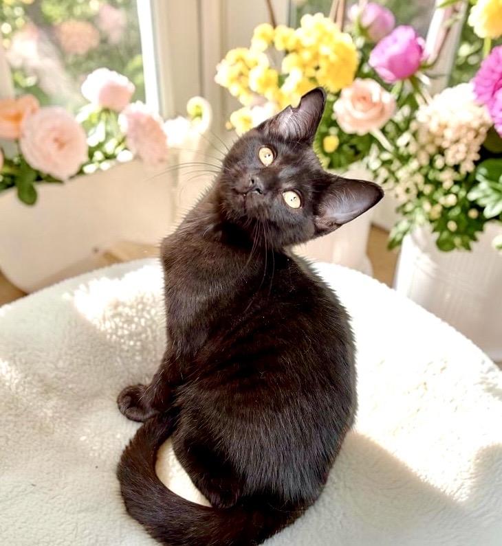 Nikki - KITTEN, an adopted Domestic Short Hair in Perry, IA image 4/4