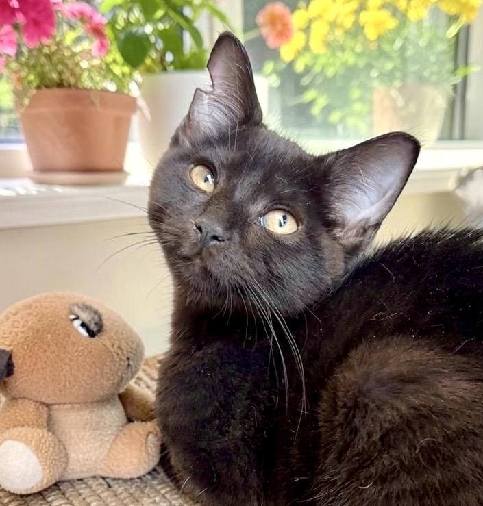 Nikki - KITTEN, adopted, Kitten Female Domestic Short Hair.
