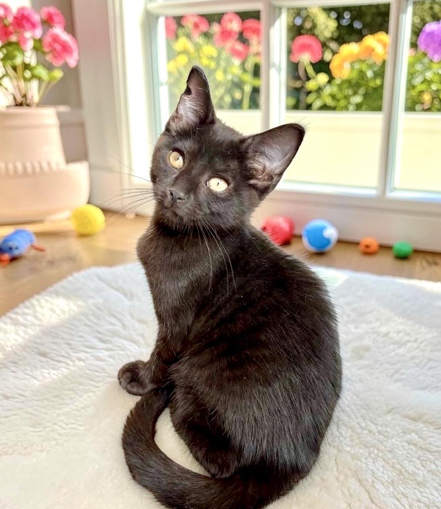 Nikki - KITTEN, an adopted Domestic Short Hair in Perry, IA image 2/4