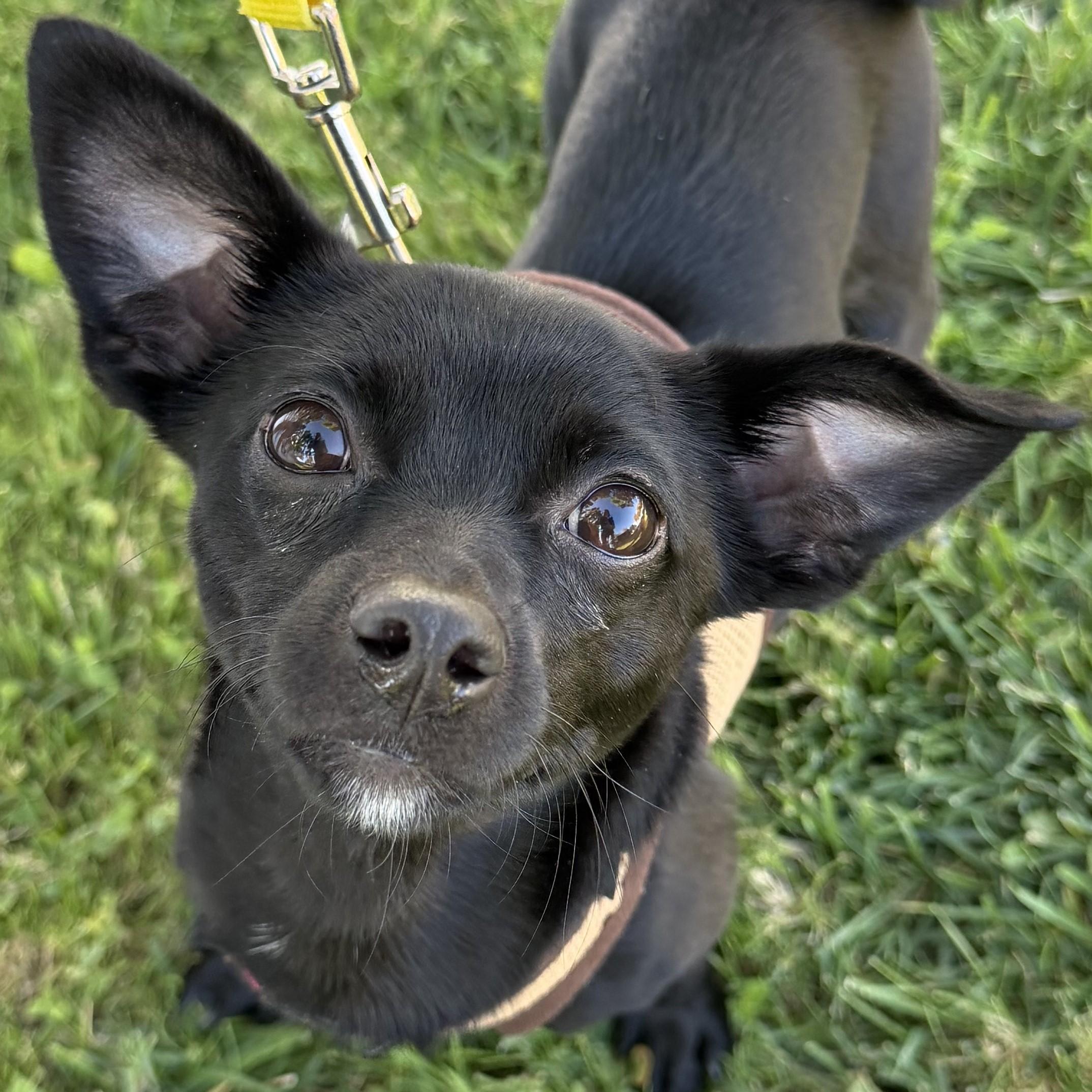 Carly, Adoptable, Young Female Mixed Breed & Mixed Breed.