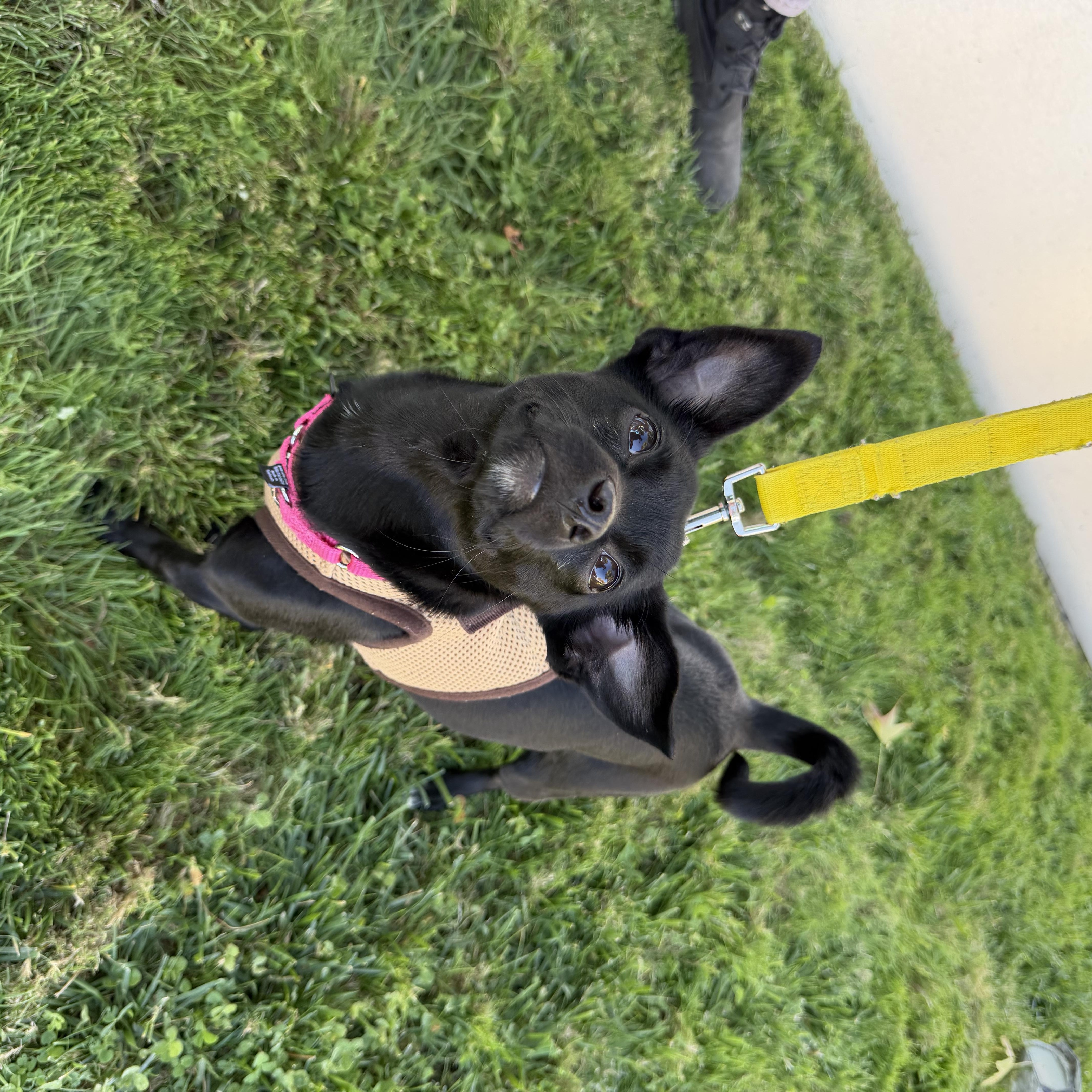 Enlarge Carly, a Adoptable mixed breed in Pleasanton, CA image 3/6